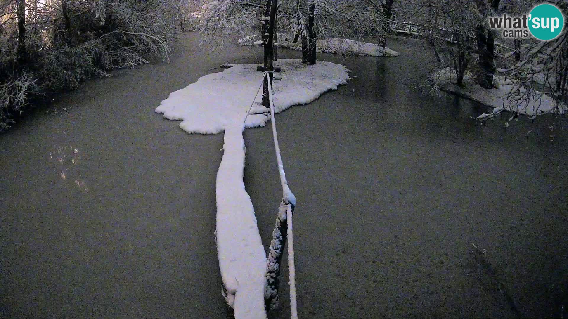 Navadni vari v živo – Ljubljana živalski vrt