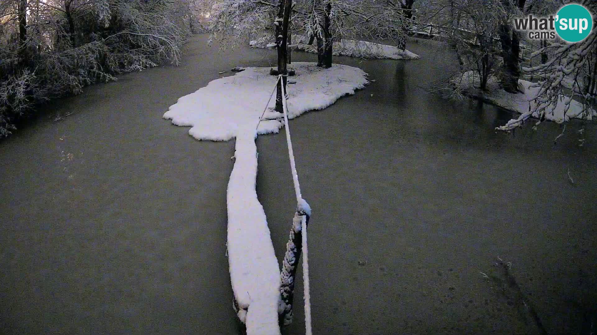 Vari noir et blanc – Ljubljana ZOO  livecam