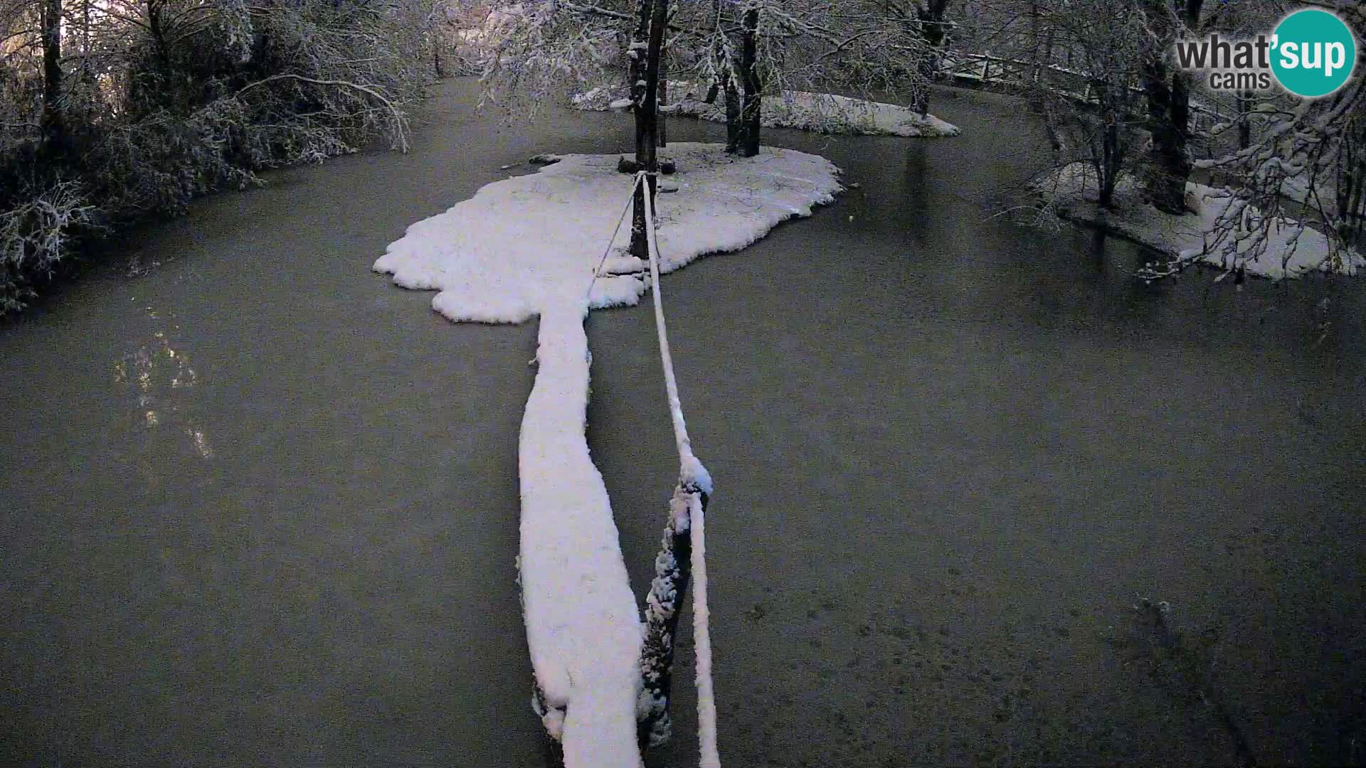 Schwarzweiße Vari Zoo Ljubljana webcam