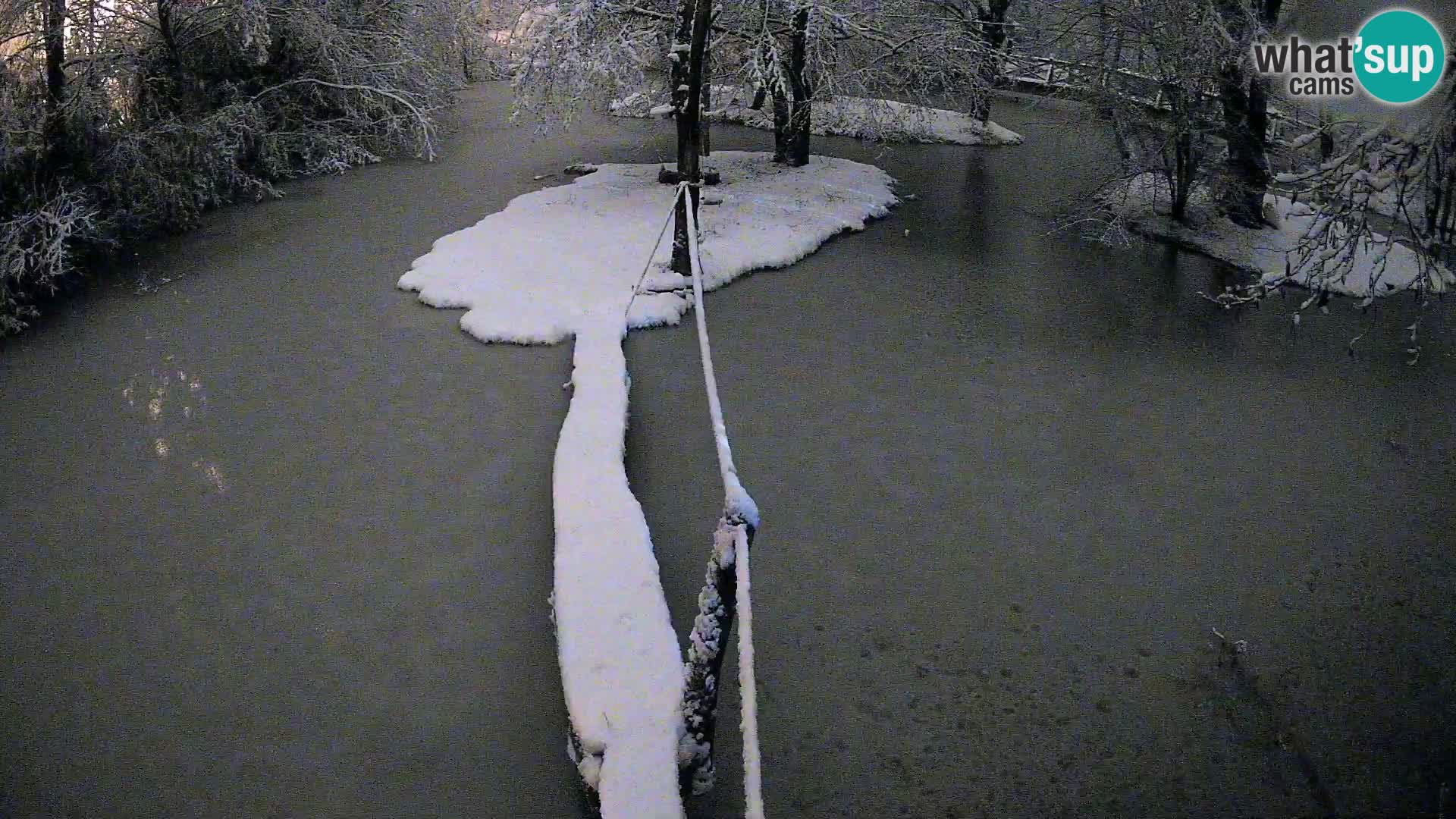 Lémur rufo blanco y negro – Ljubljana Zoo en vivo