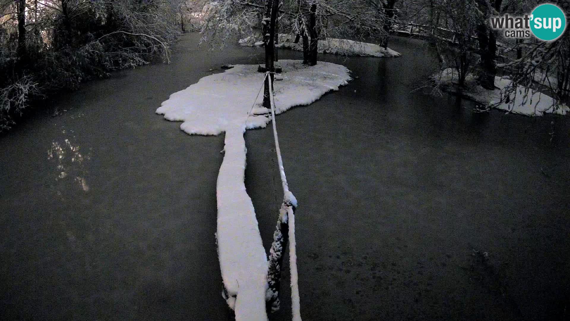 Navadni vari v živo – Ljubljana živalski vrt