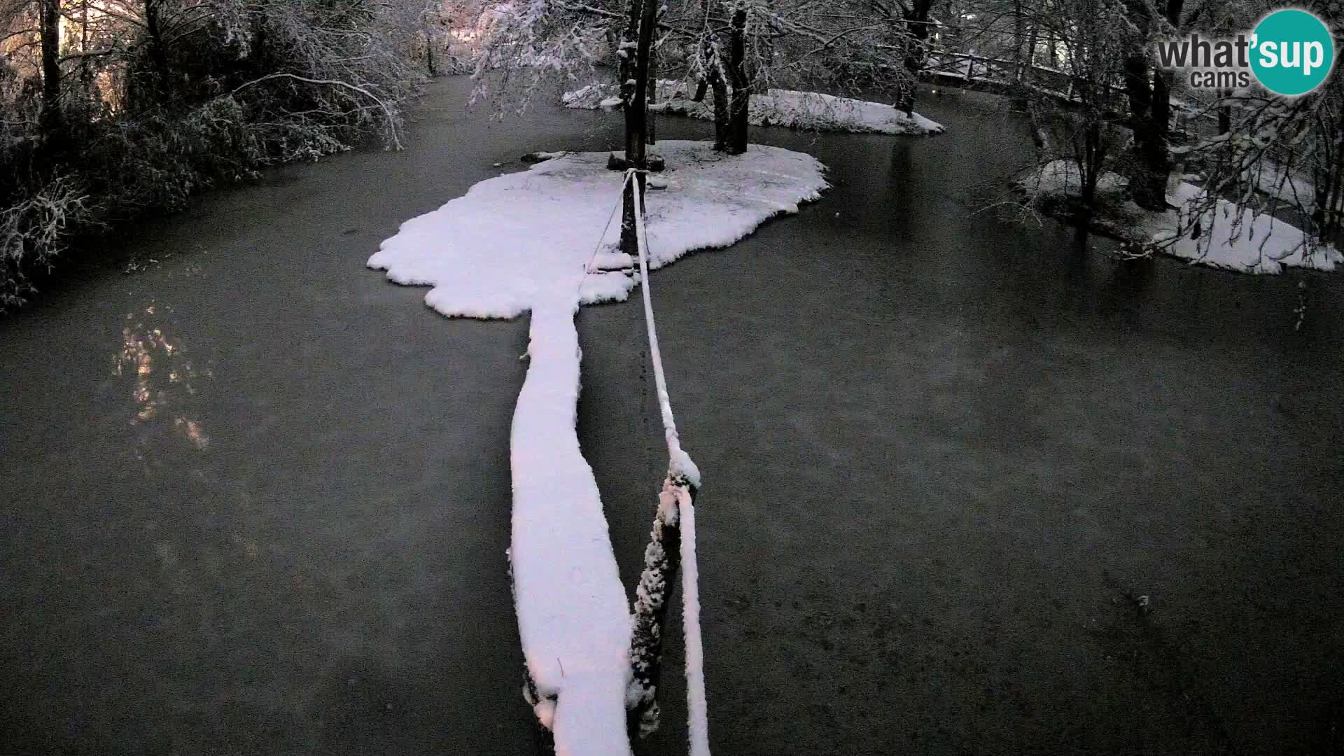 Navadni vari v živo – Ljubljana živalski vrt