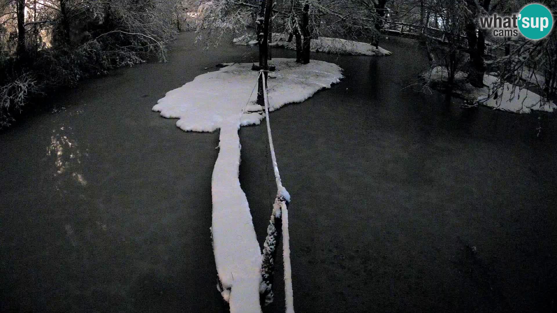 Navadni vari v živo – Ljubljana živalski vrt