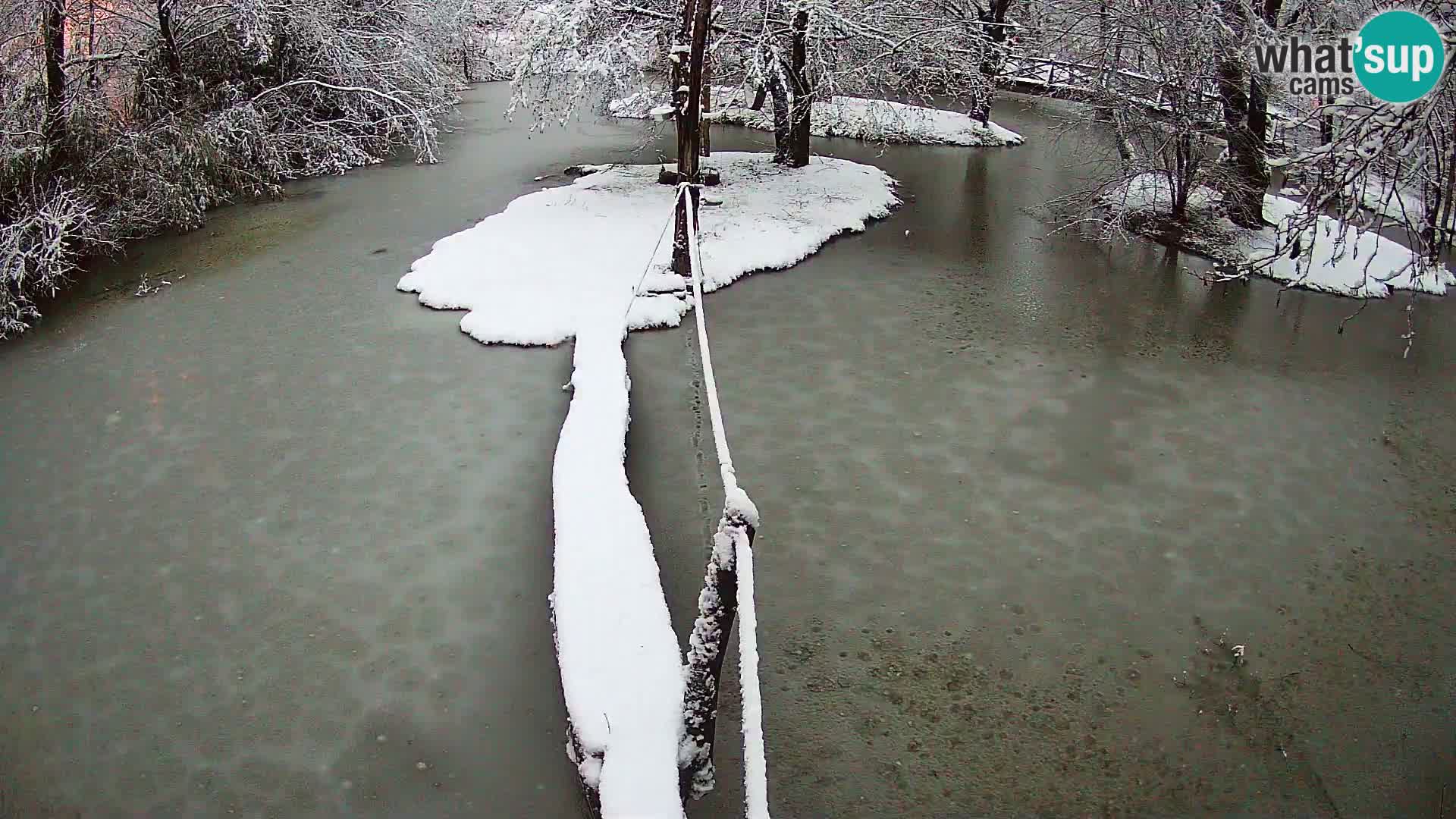 Vari noir et blanc – Ljubljana ZOO  livecam