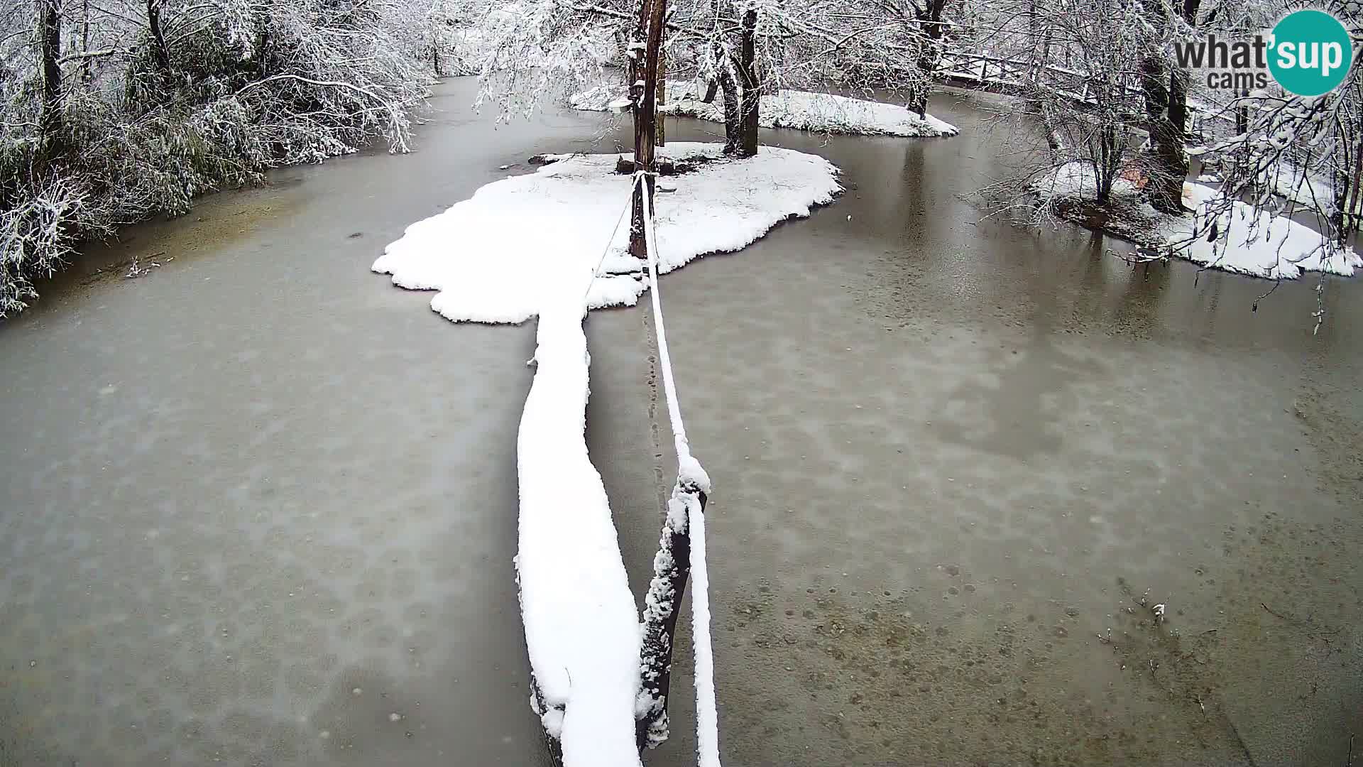 Vari bianconero Zoo Ljubljana webcam