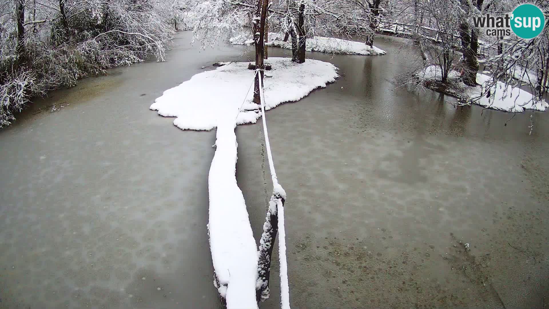 Vari noir et blanc – Ljubljana ZOO  livecam