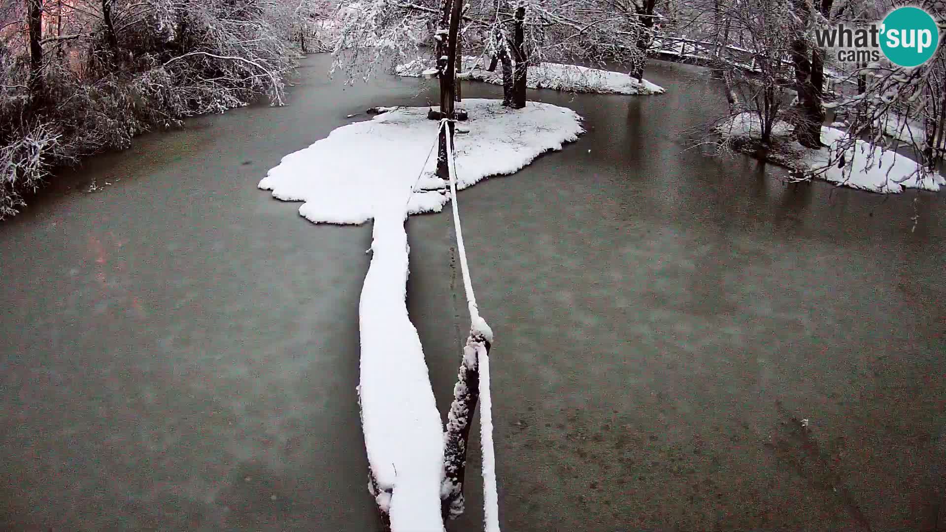 Lémur rufo blanco y negro – Ljubljana Zoo en vivo