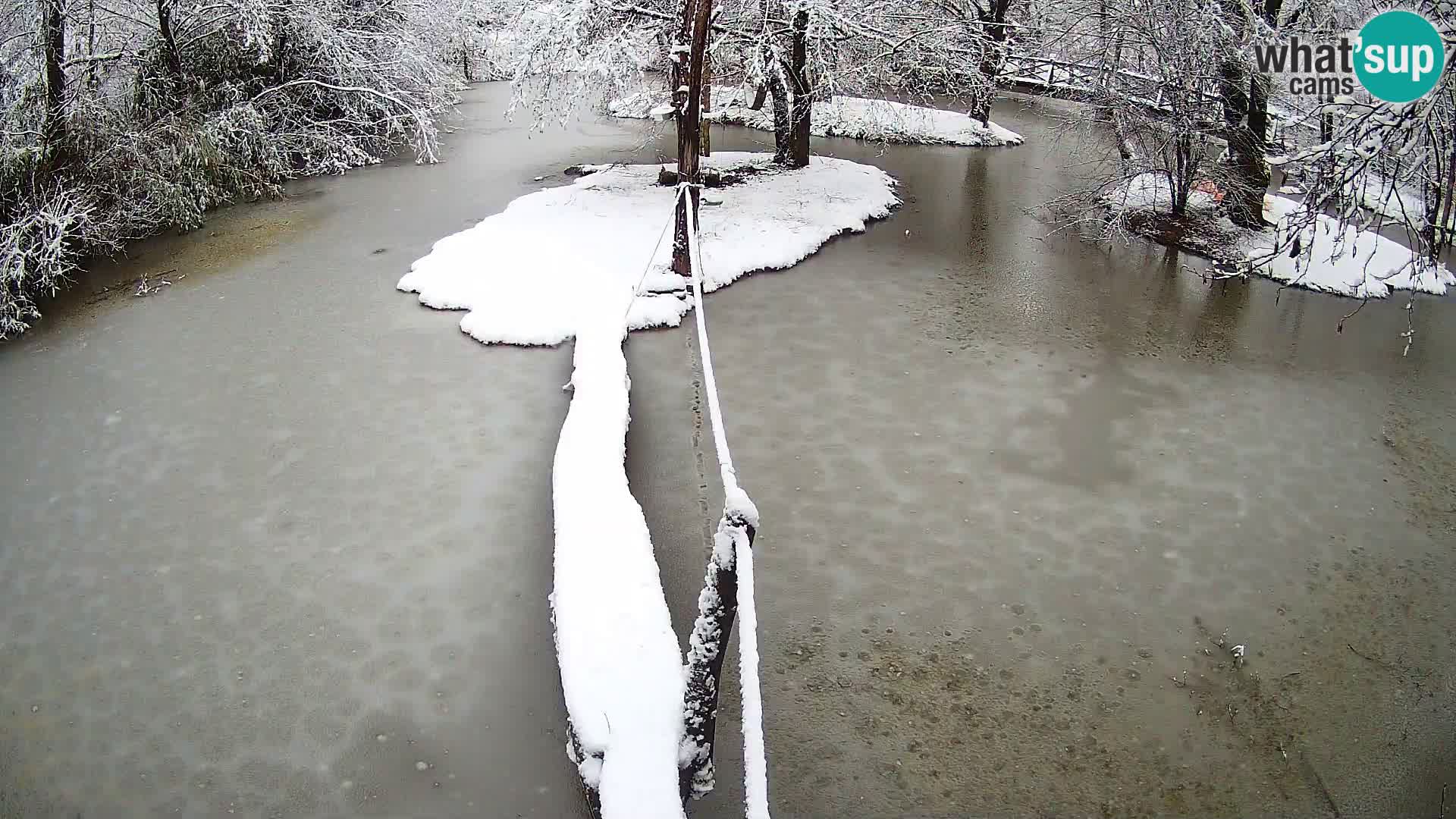 Lémur rufo blanco y negro – Ljubljana Zoo en vivo