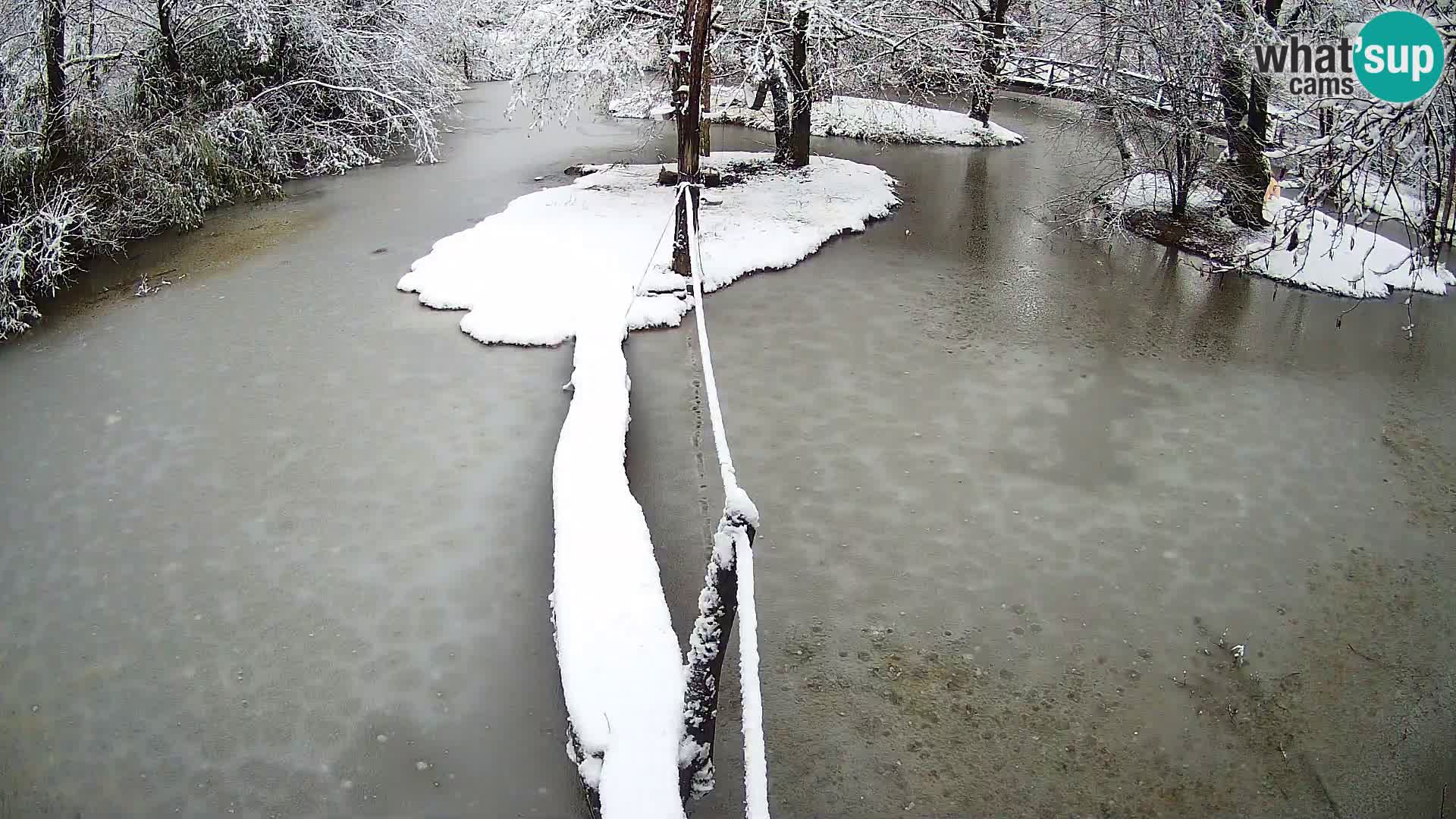 Schwarzweiße Vari Zoo Ljubljana webcam