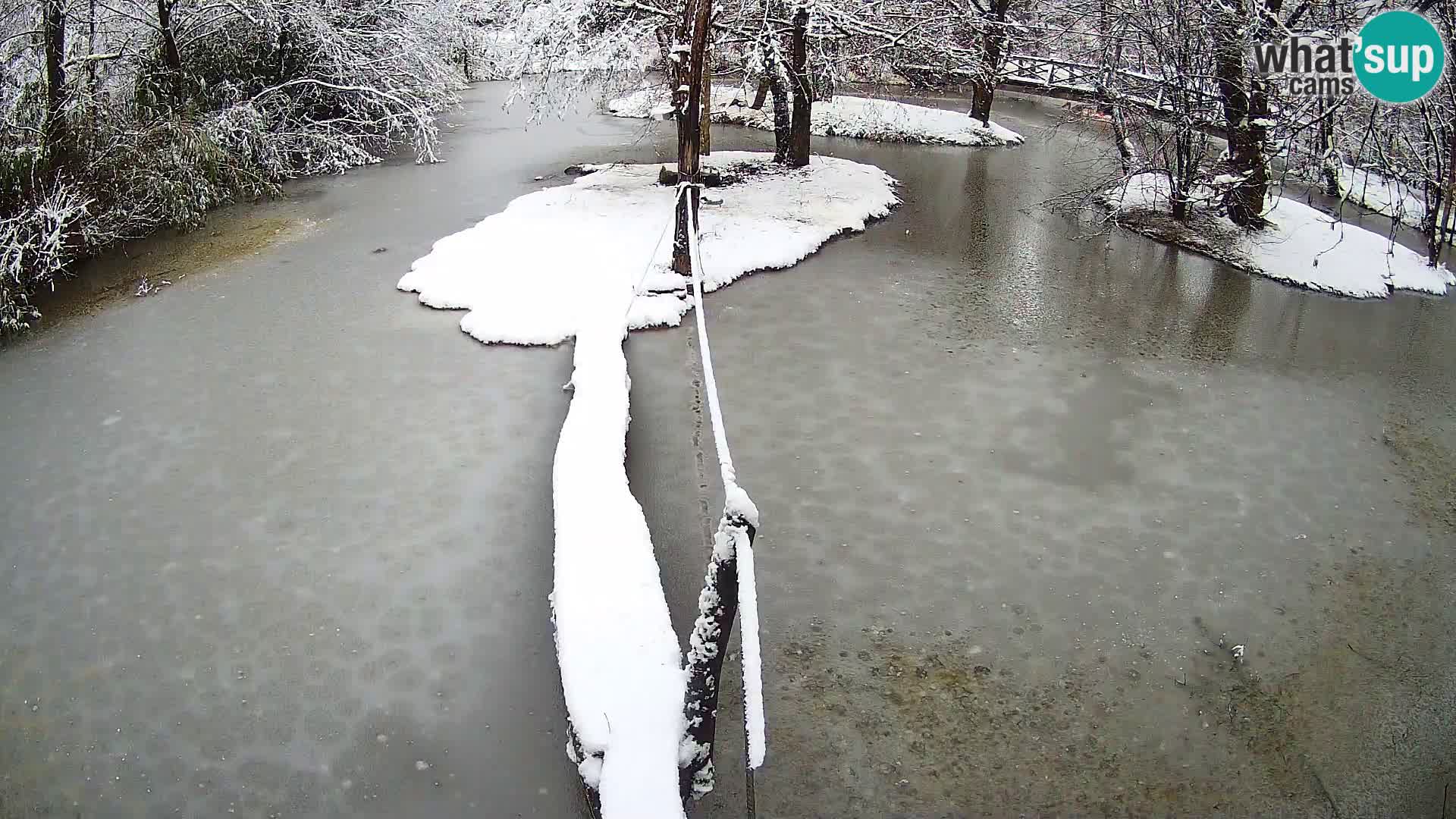 Vari noir et blanc – Ljubljana ZOO  livecam