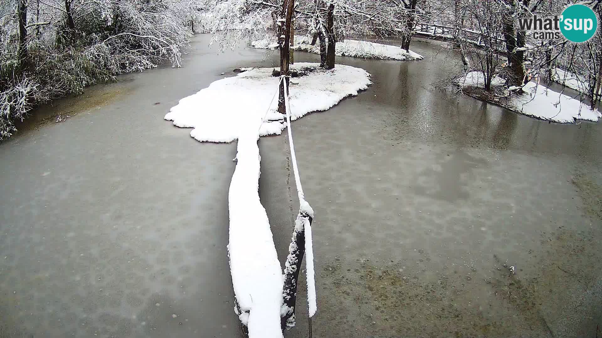 Lémur rufo blanco y negro – Ljubljana Zoo en vivo