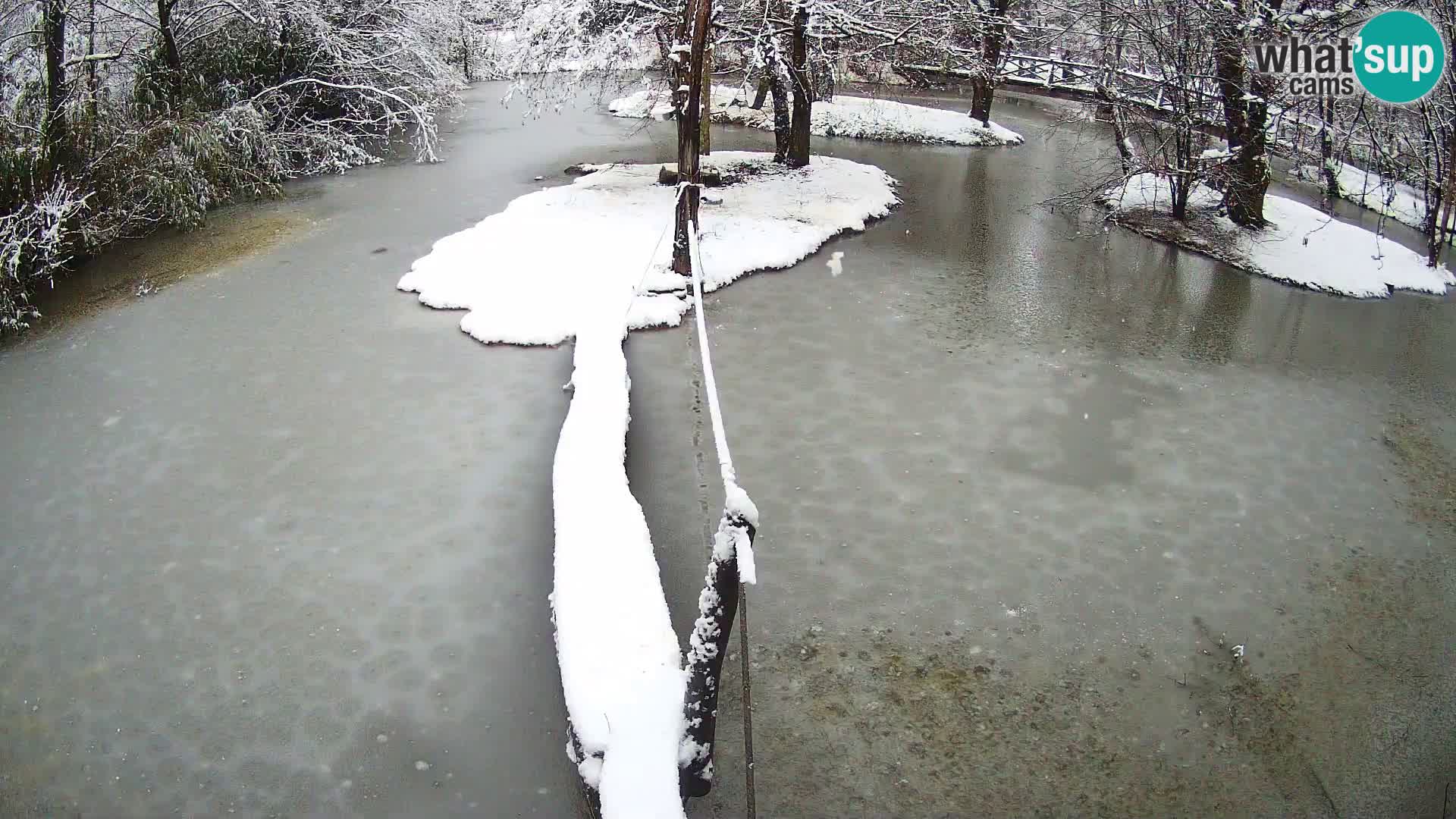 Lémur rufo blanco y negro – Ljubljana Zoo en vivo