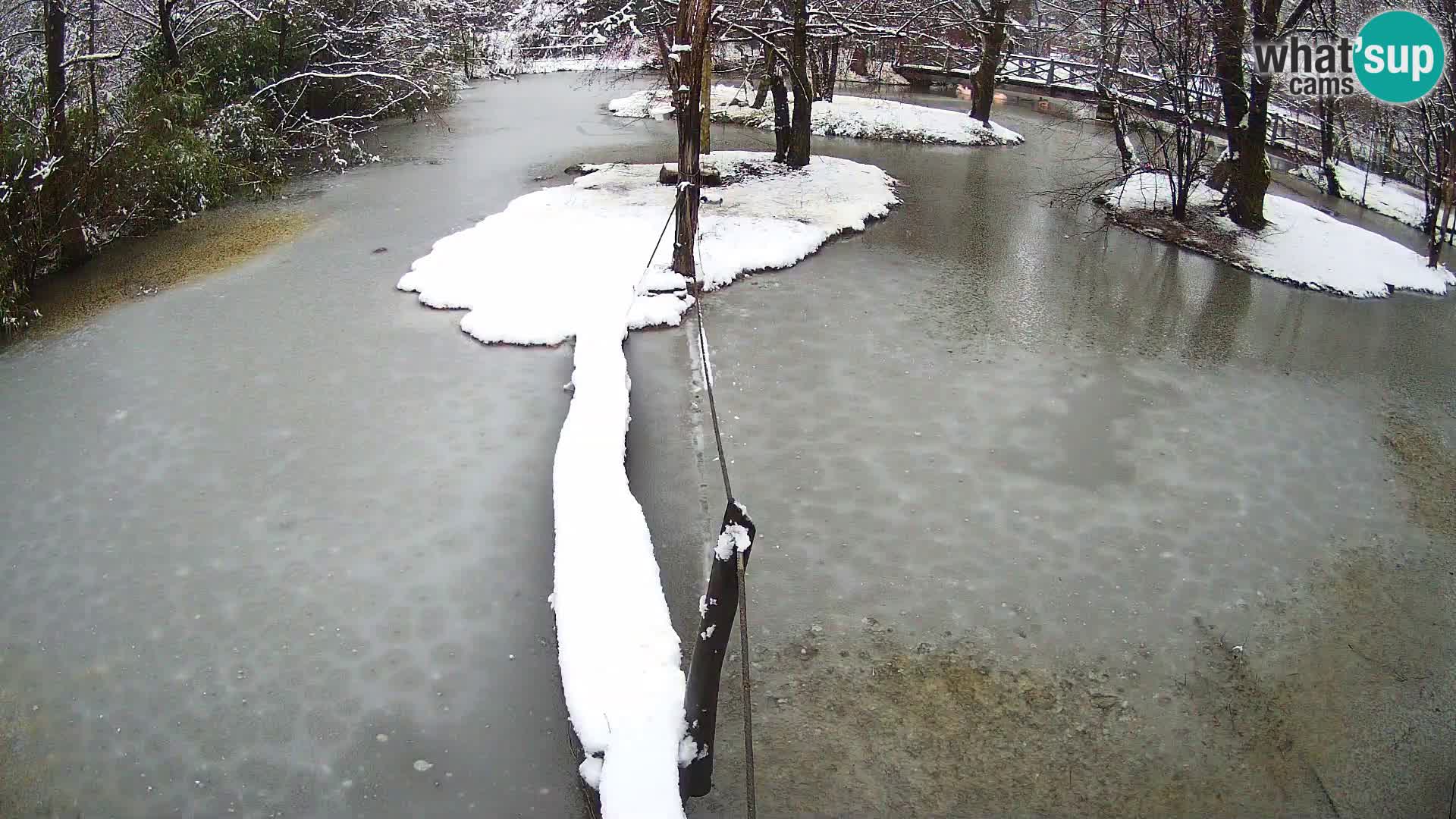 Vari bianconero Zoo Ljubljana webcam