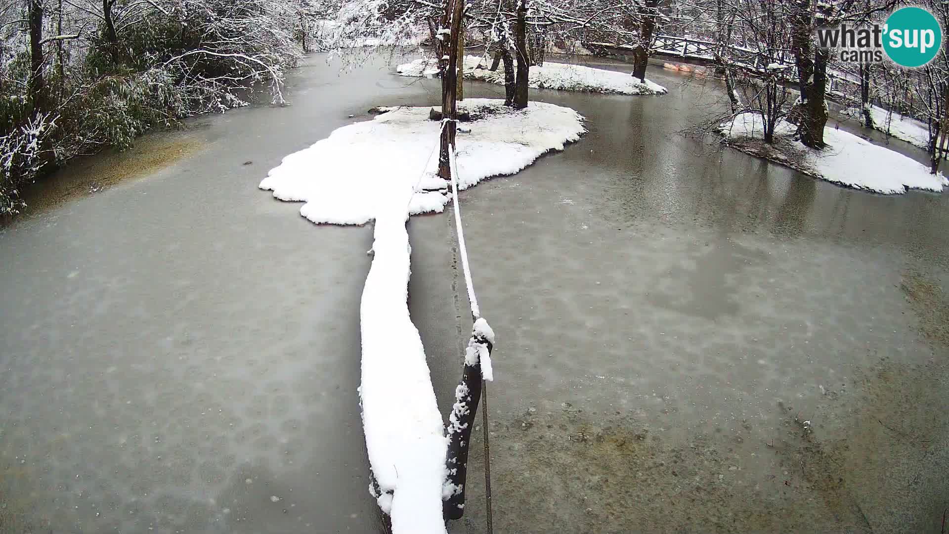 Vari noir et blanc – Ljubljana ZOO  livecam