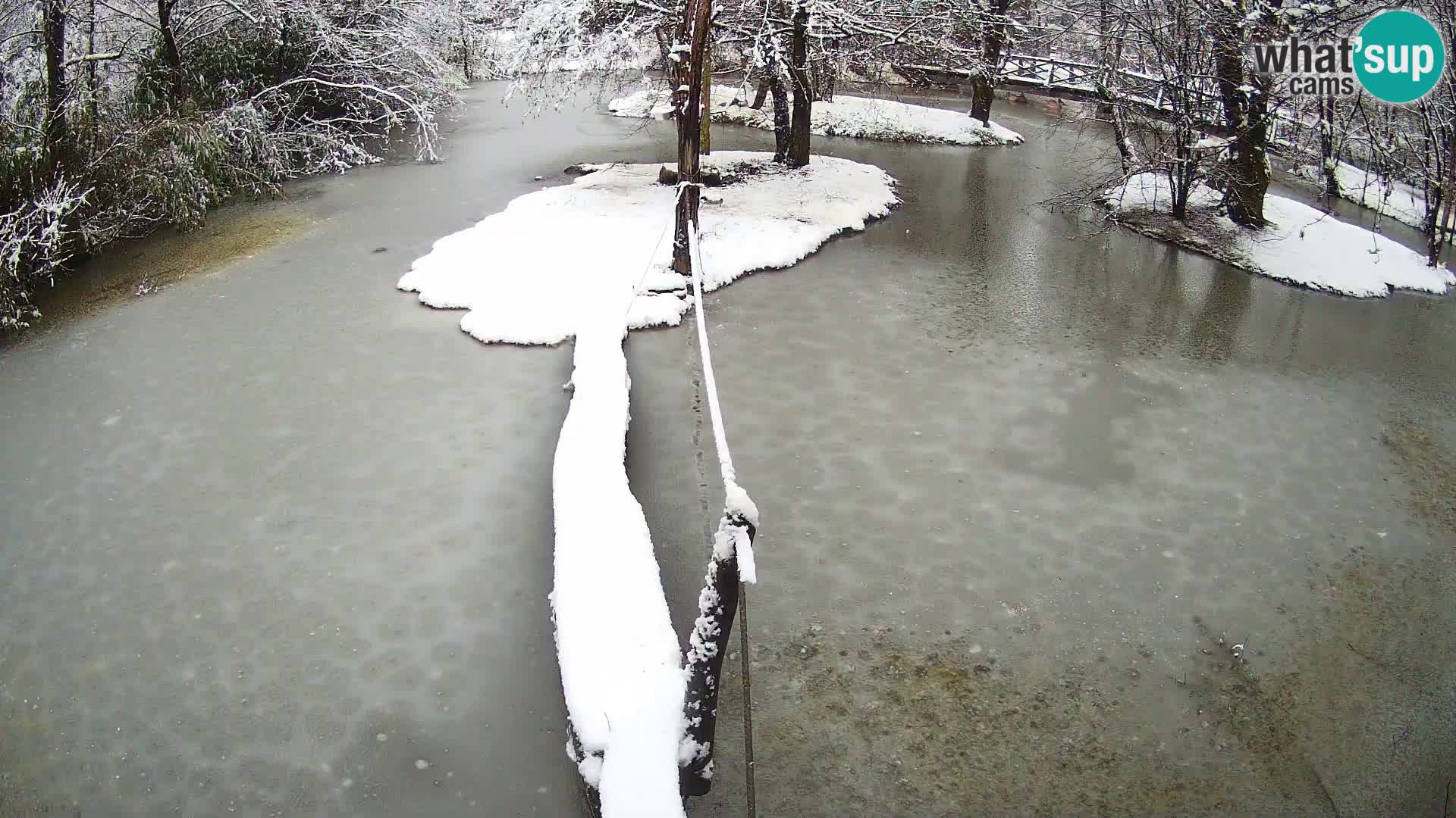 Vari noir et blanc – Ljubljana ZOO  livecam