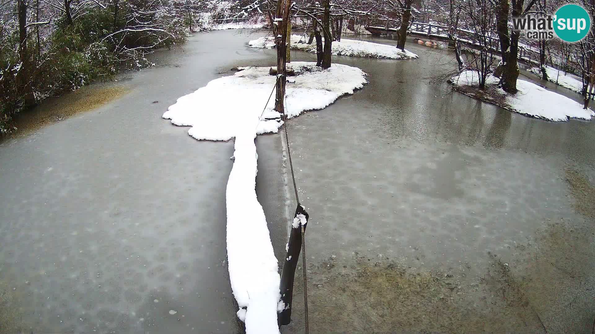 Lémur rufo blanco y negro – Ljubljana Zoo en vivo