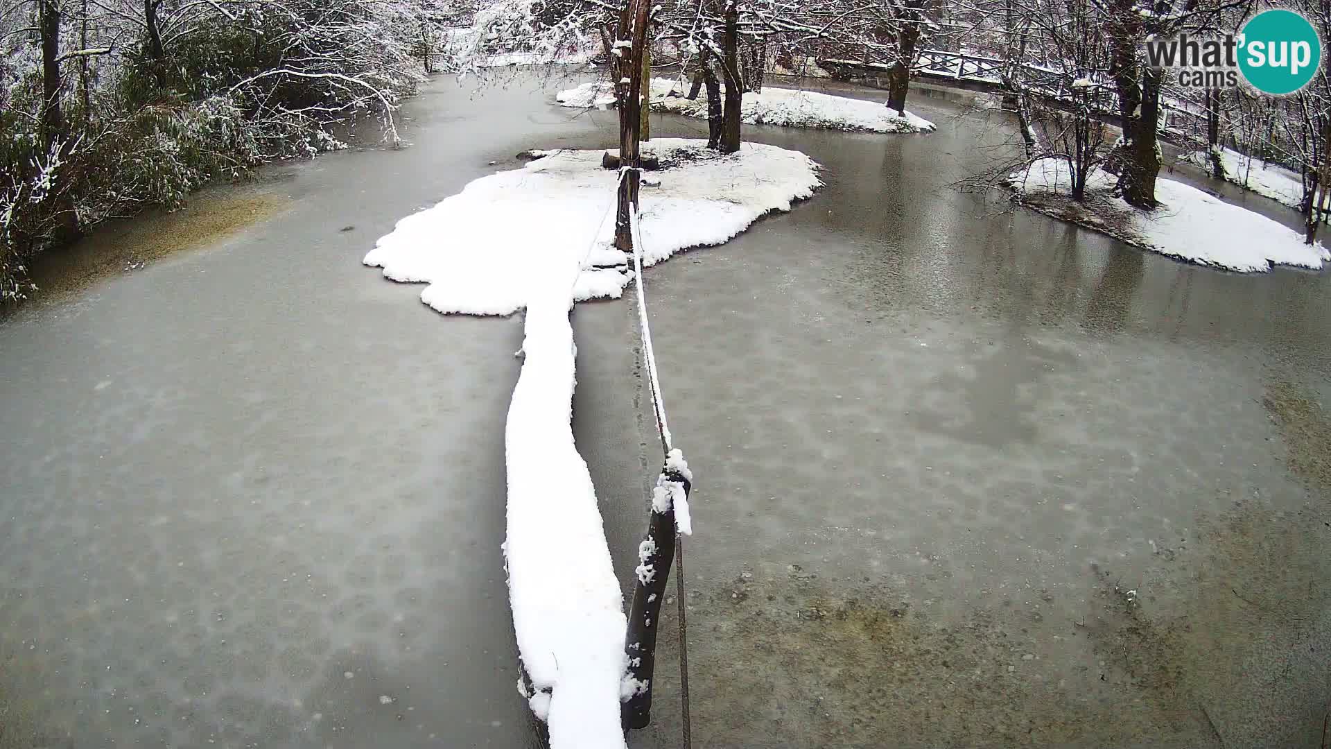 Vari bianconero Zoo Ljubljana webcam