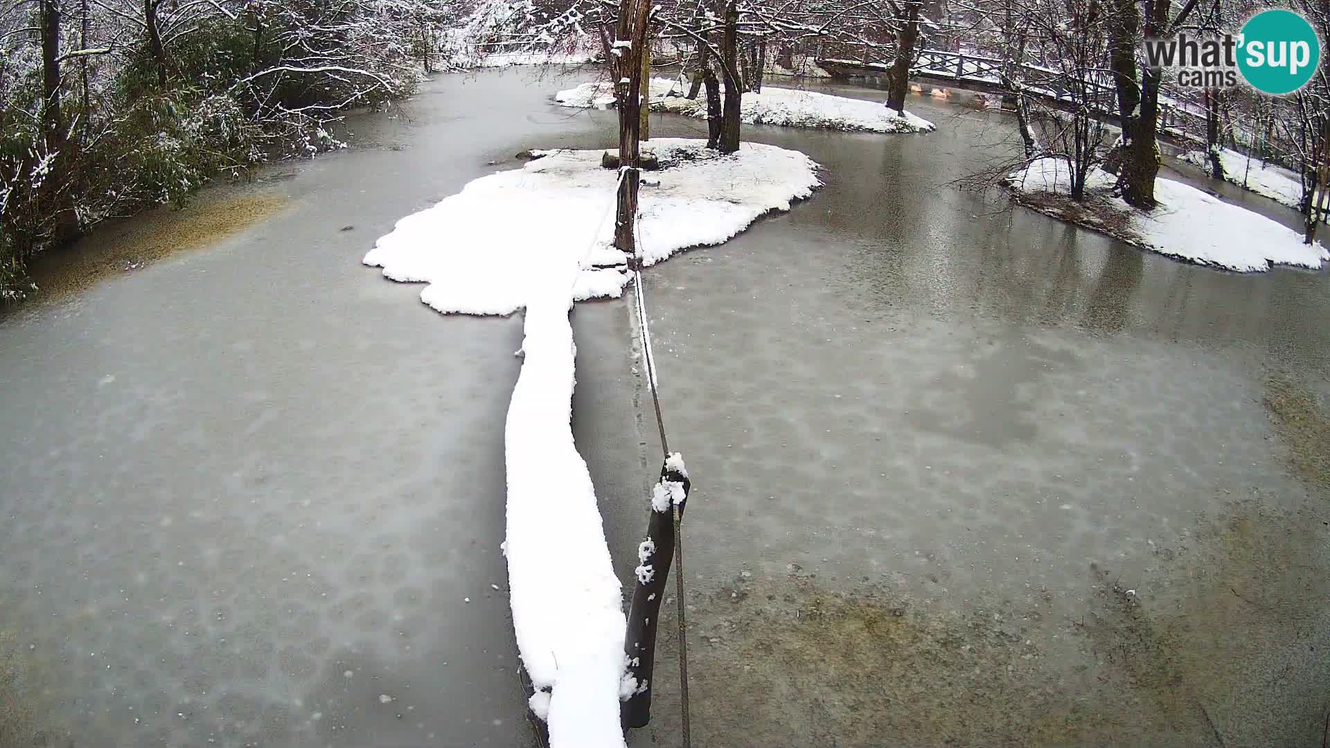 Vari noir et blanc – Ljubljana ZOO  livecam