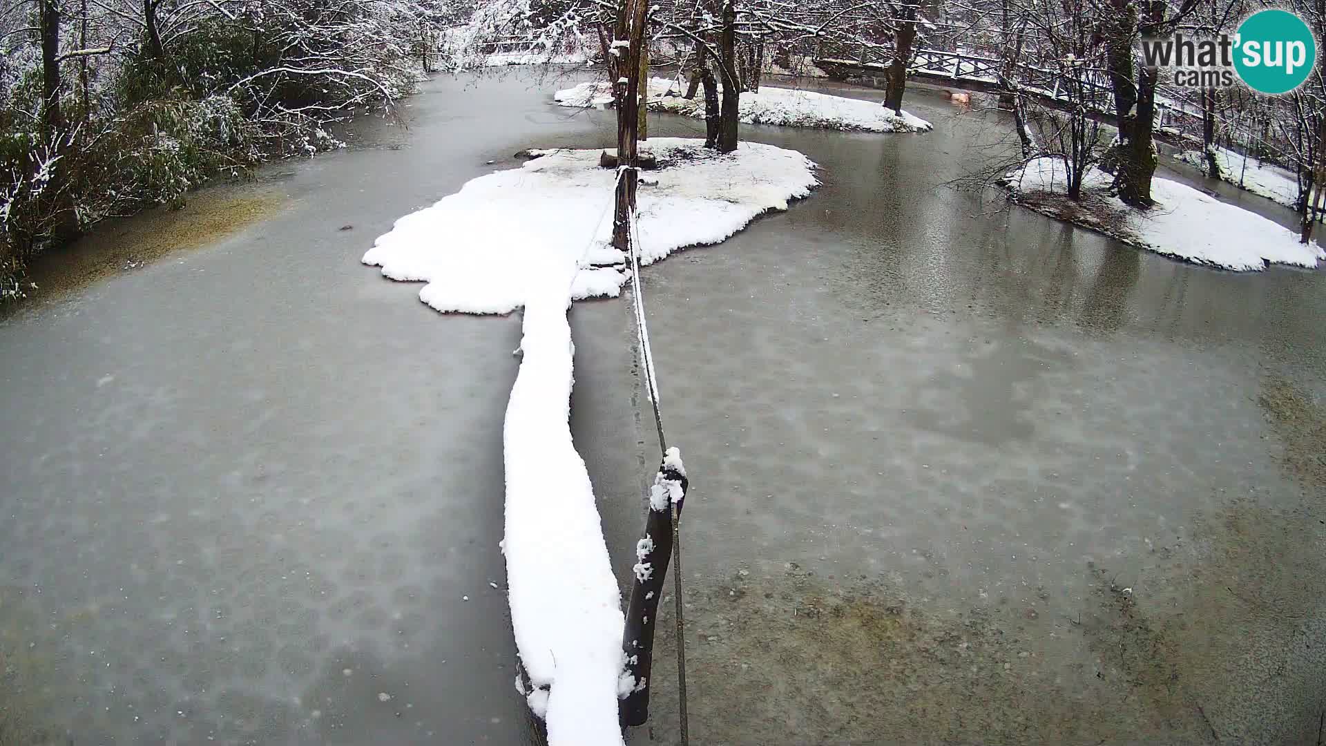 Navadni vari v živo – Ljubljana živalski vrt