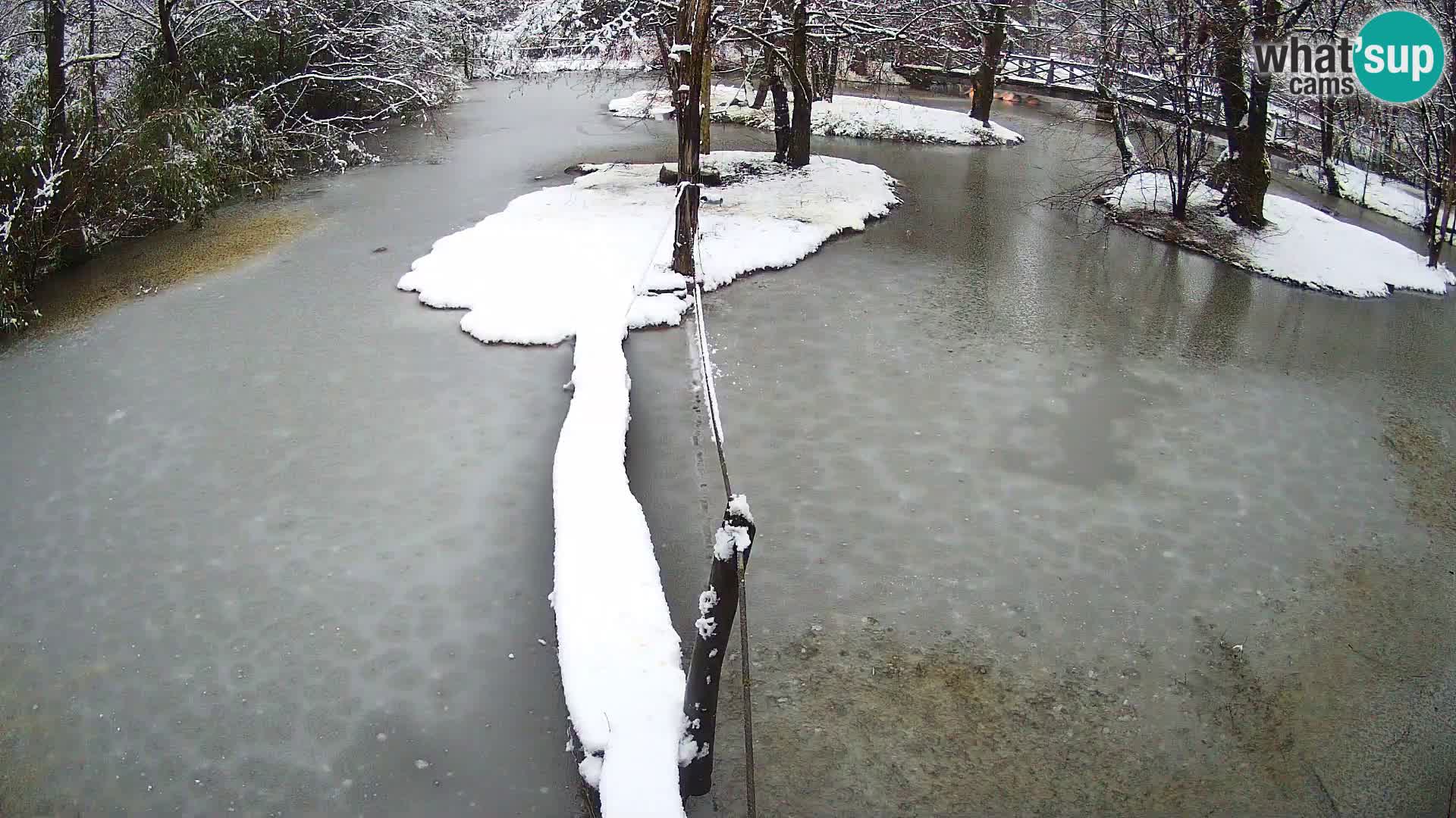 Lémur rufo blanco y negro – Ljubljana Zoo en vivo