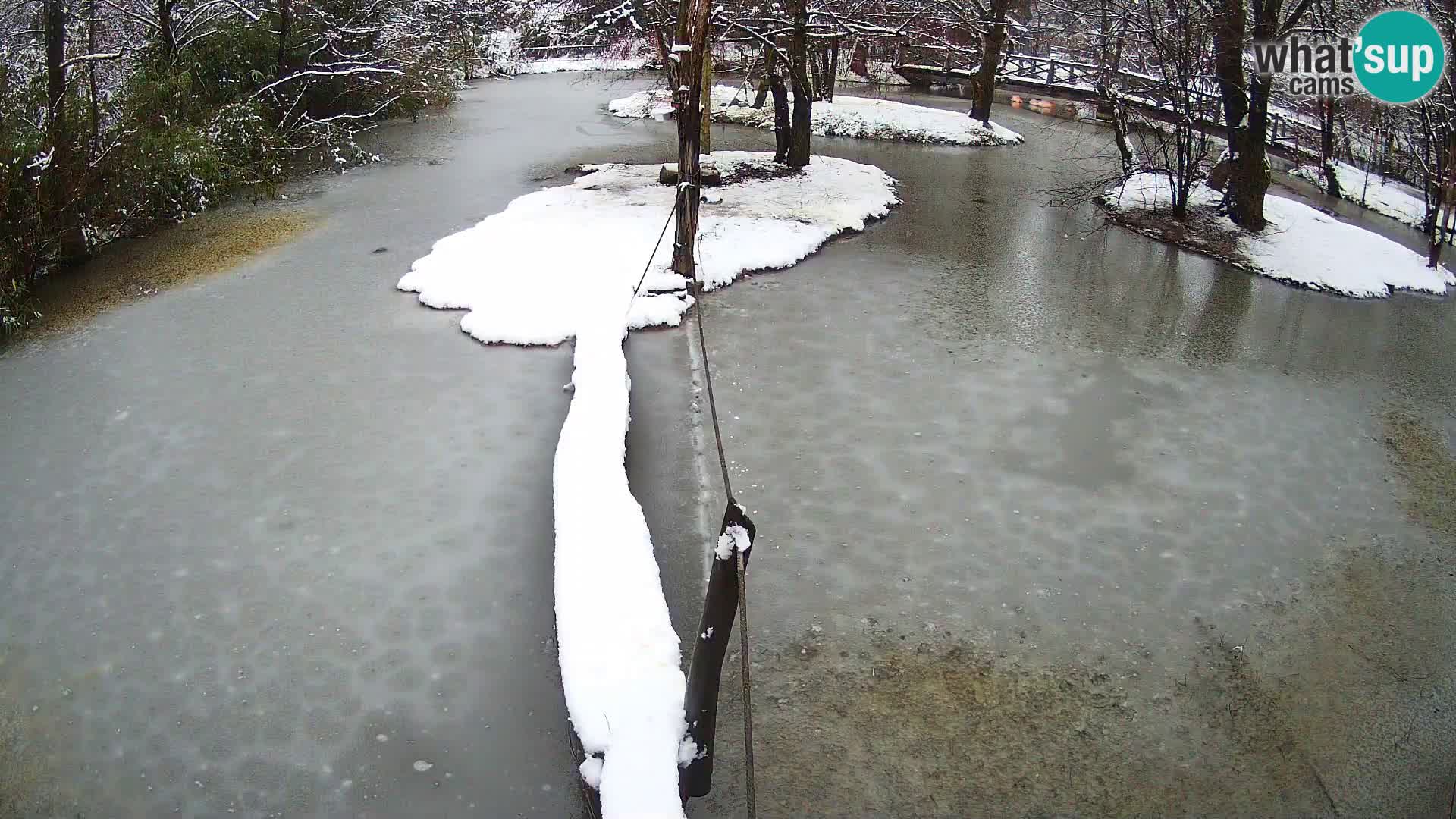 Navadni vari v živo – Ljubljana živalski vrt