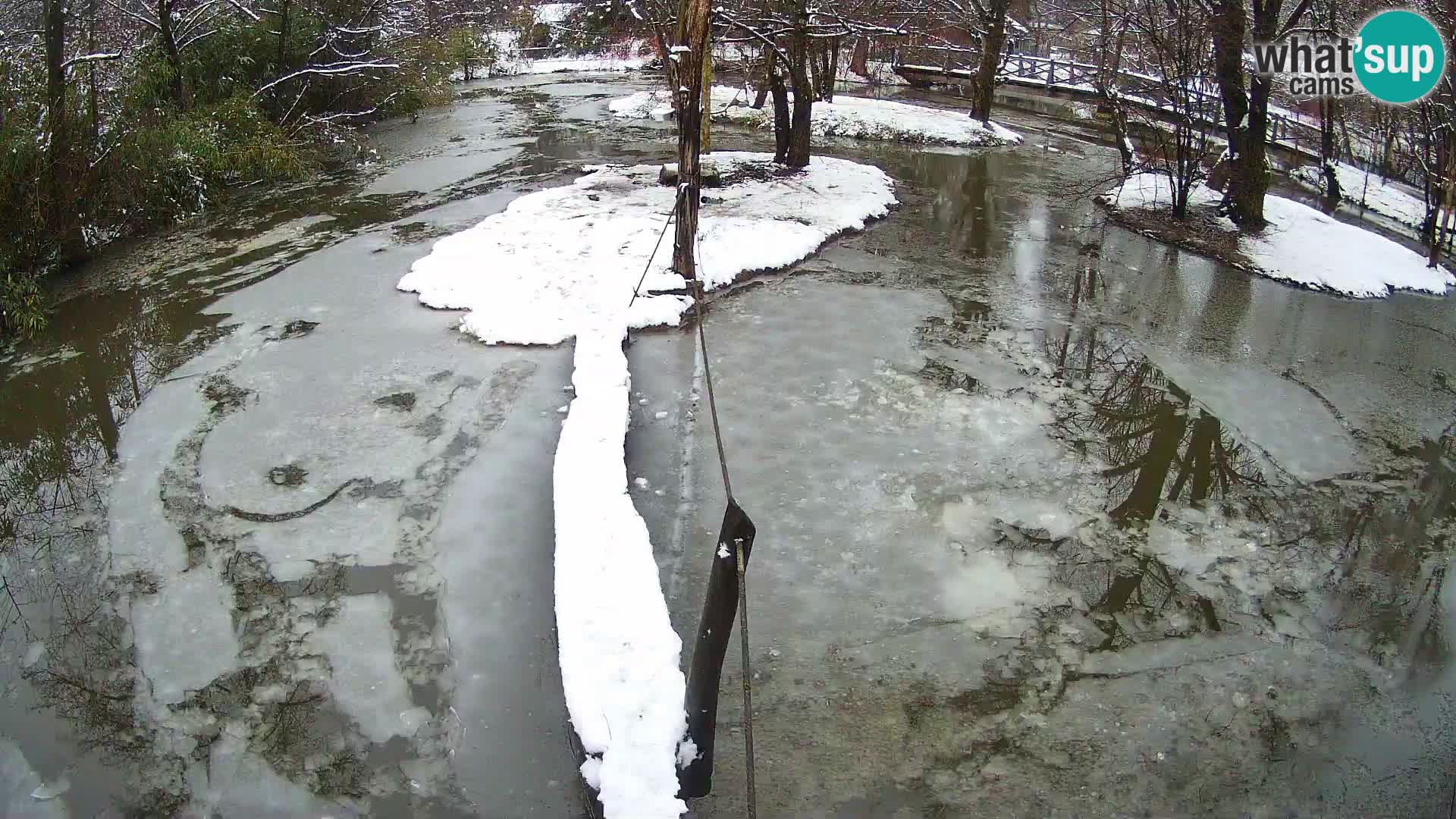 Vari noir et blanc – Ljubljana ZOO  livecam