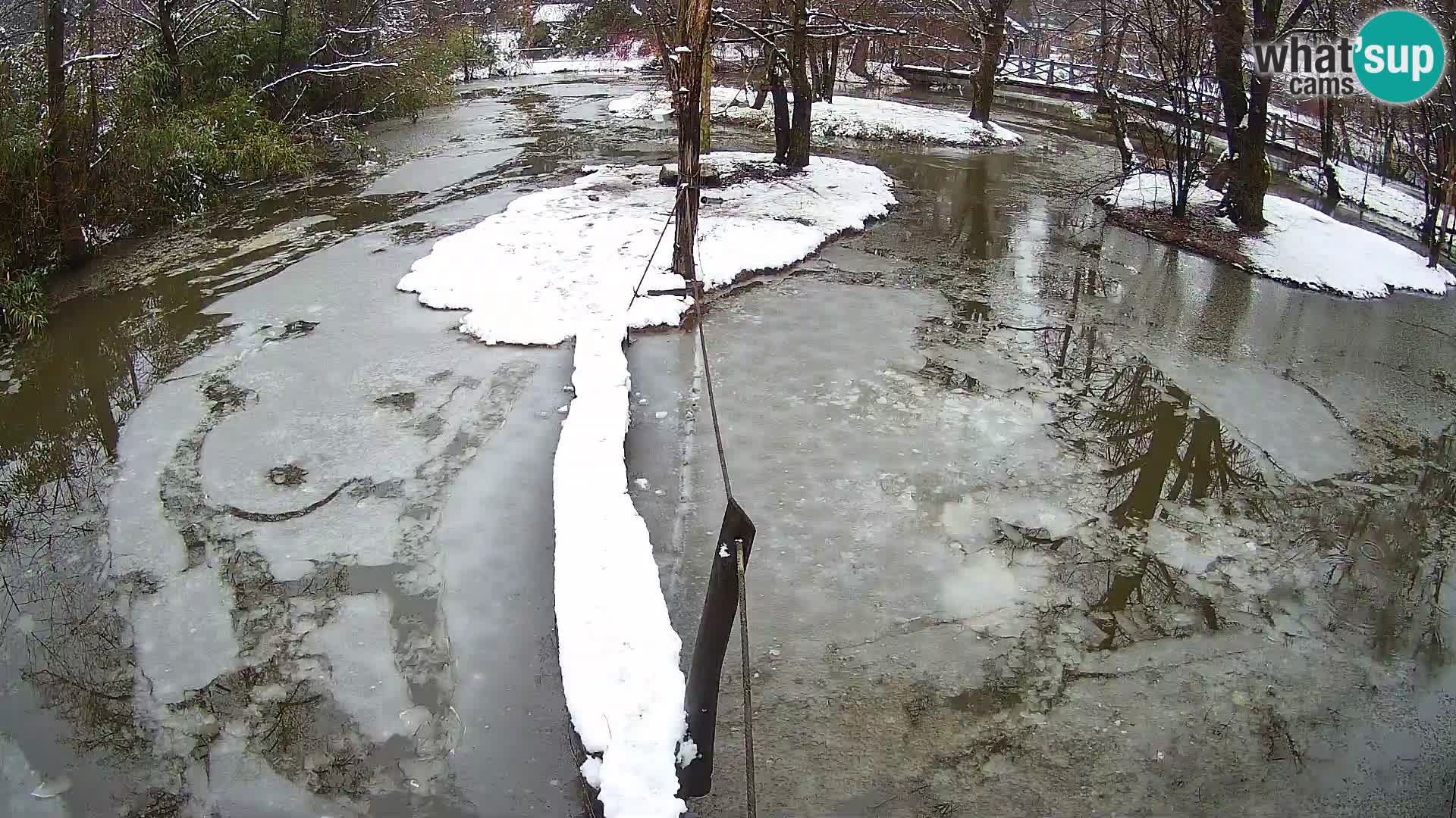 Navadni vari v živo – Ljubljana živalski vrt