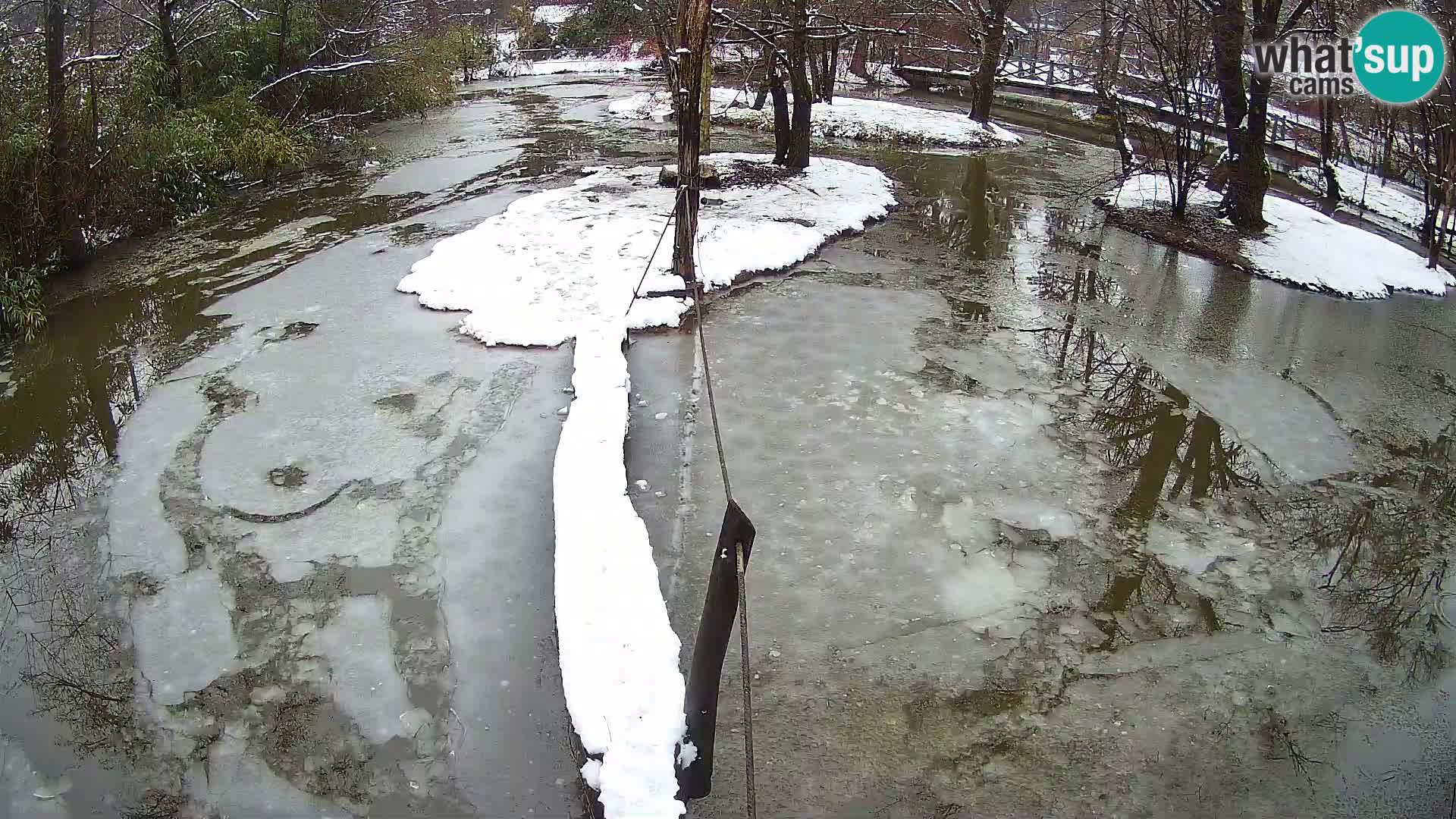 Vari noir et blanc – Ljubljana ZOO  livecam