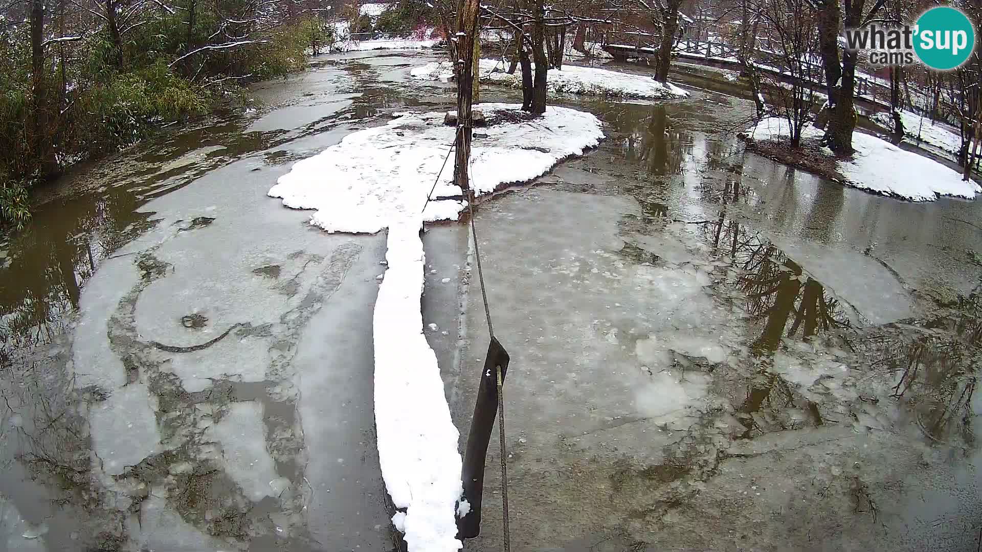 Lémur rufo blanco y negro – Ljubljana Zoo en vivo