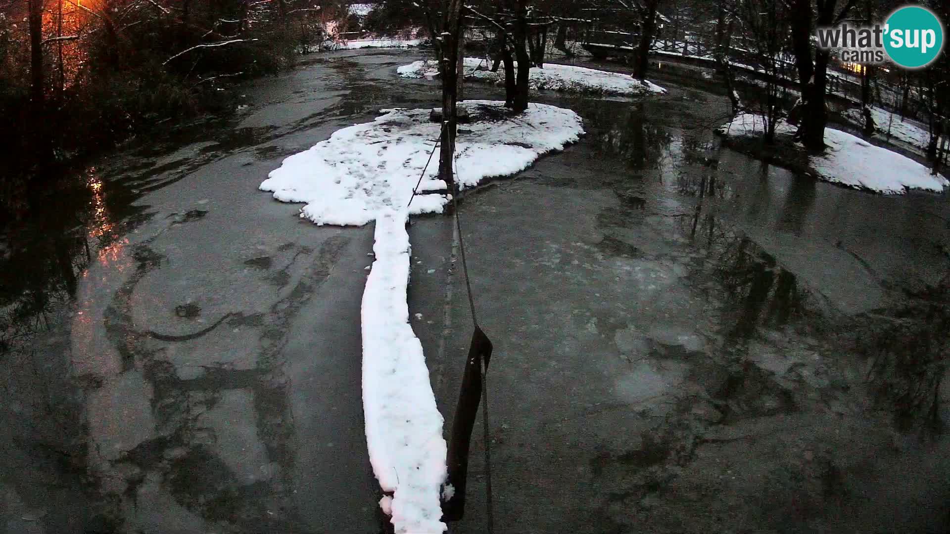 Schwarzweiße Vari Zoo Ljubljana webcam