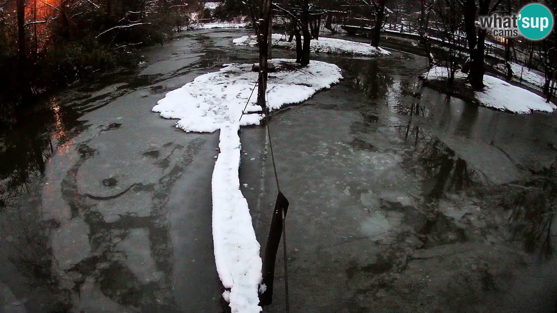 Navadni vari u živo – Ljubljana zoo