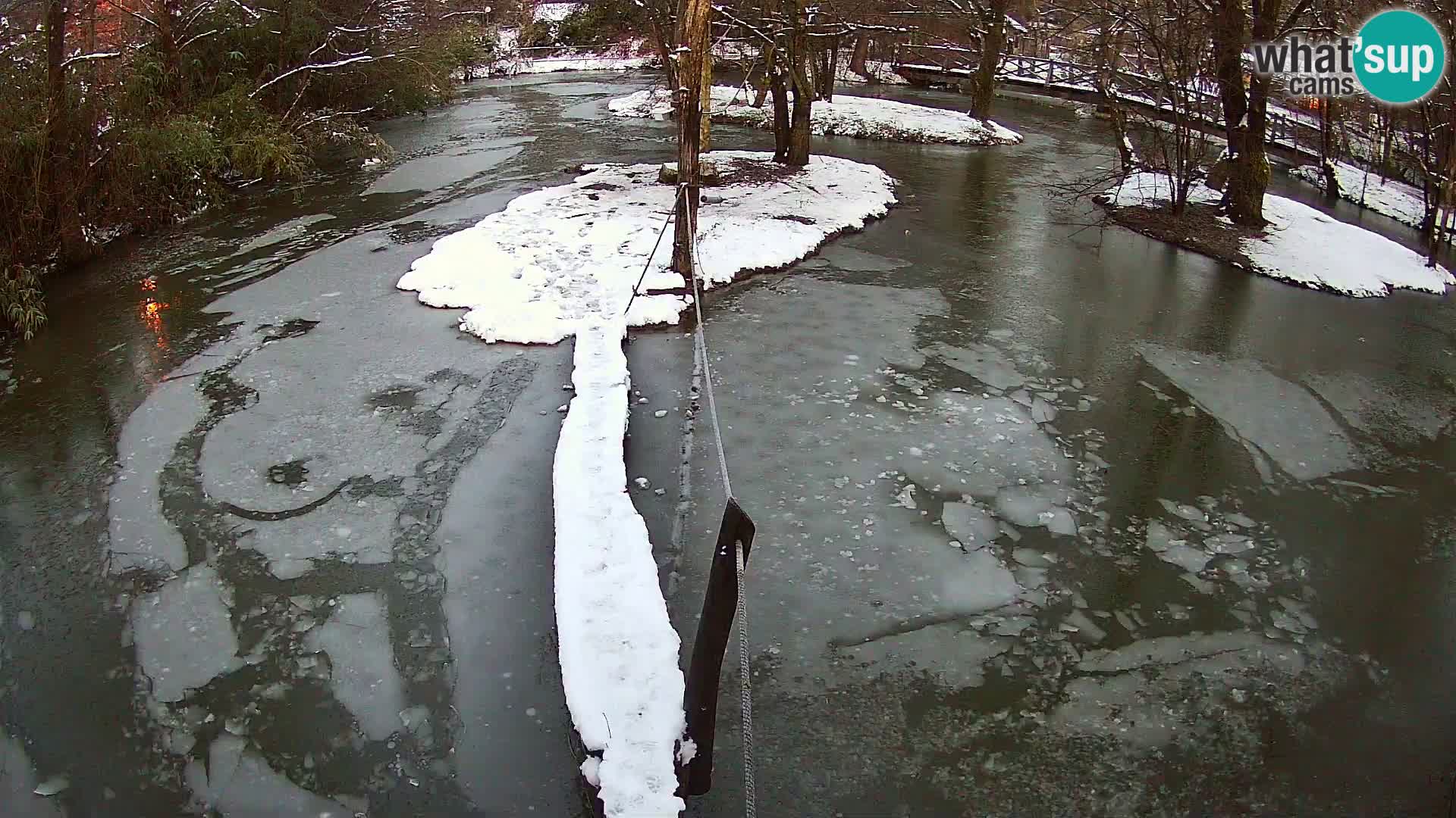 Vari noir et blanc – Ljubljana ZOO  livecam