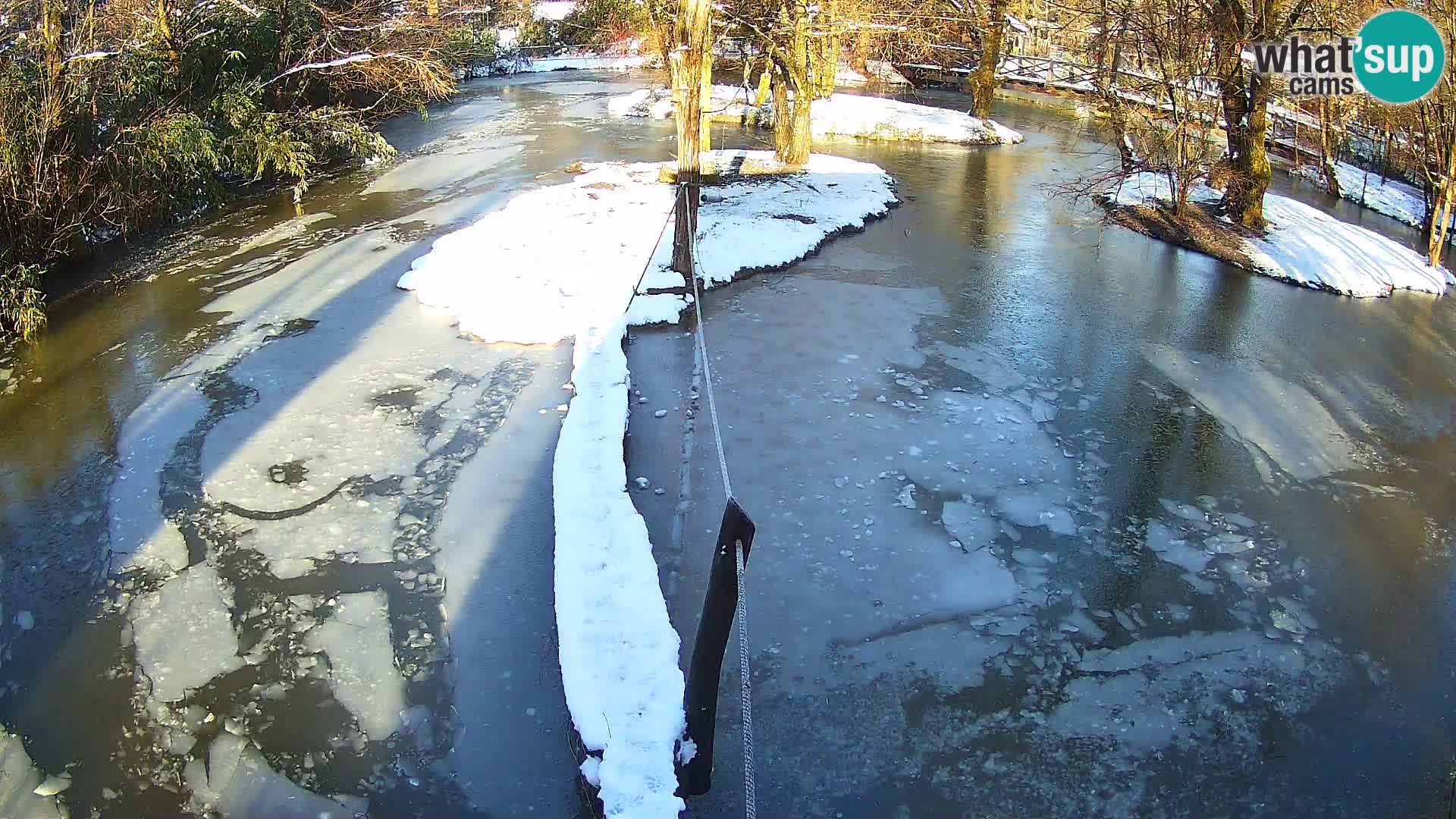 Vari noir et blanc – Ljubljana ZOO  livecam