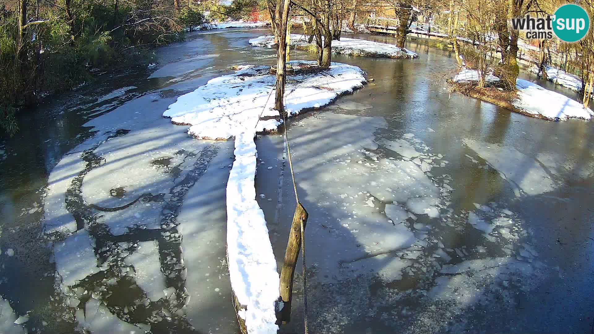 Navadni vari v živo – Ljubljana živalski vrt