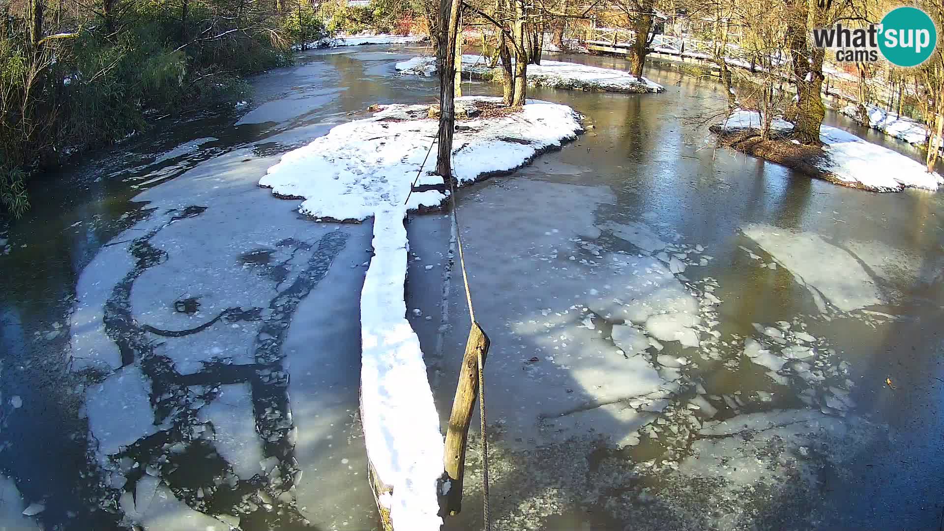 Vari noir et blanc – Ljubljana ZOO  livecam