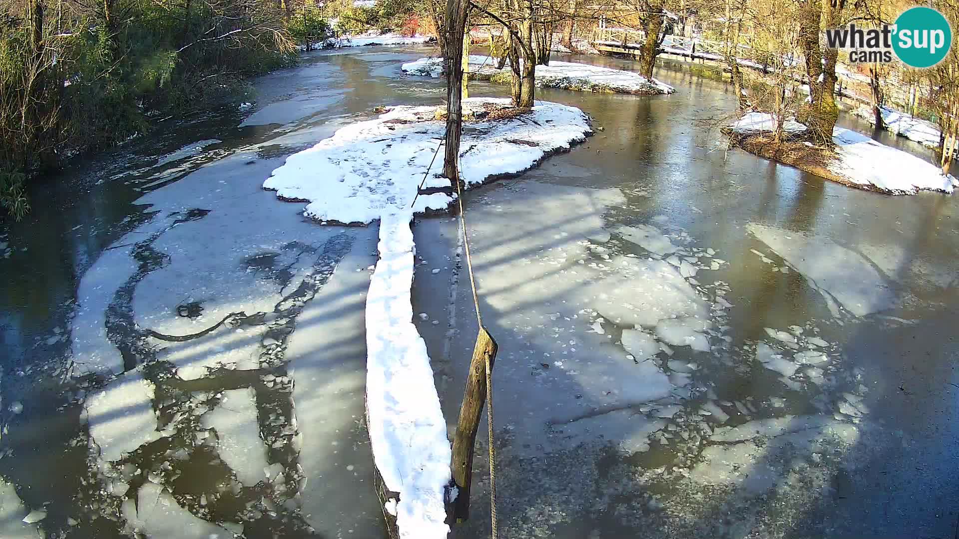 Vari noir et blanc – Ljubljana ZOO  livecam