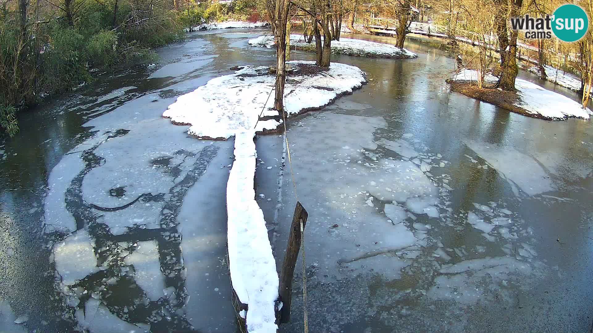 Navadni vari v živo – Ljubljana živalski vrt