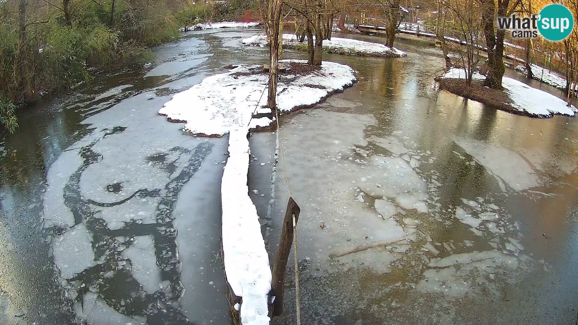 Schwarzweiße Vari Zoo Ljubljana webcam