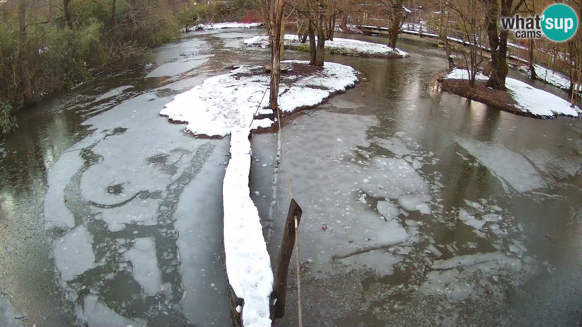 Vari bianconero Zoo Ljubljana webcam