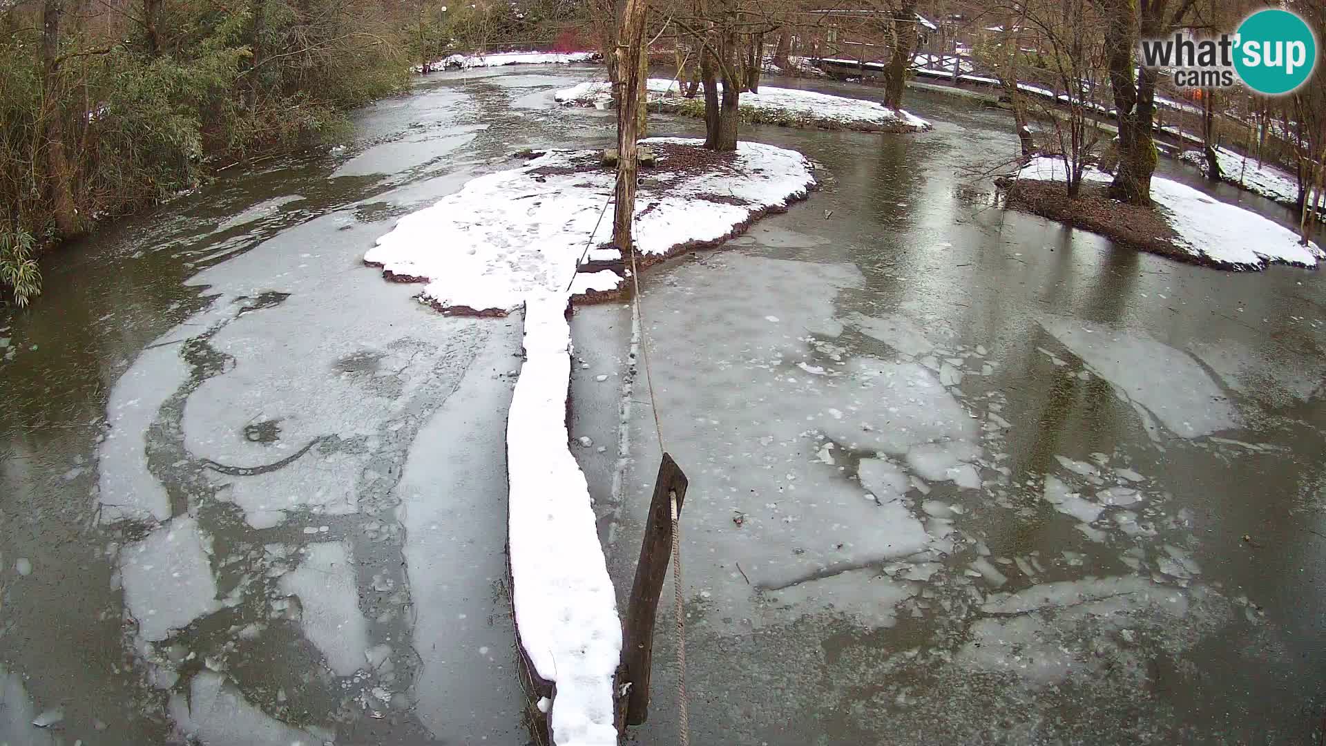 Vari noir et blanc – Ljubljana ZOO  livecam