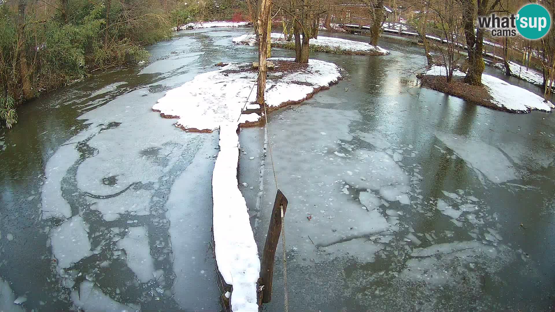 Vari bianconero Zoo Ljubljana webcam