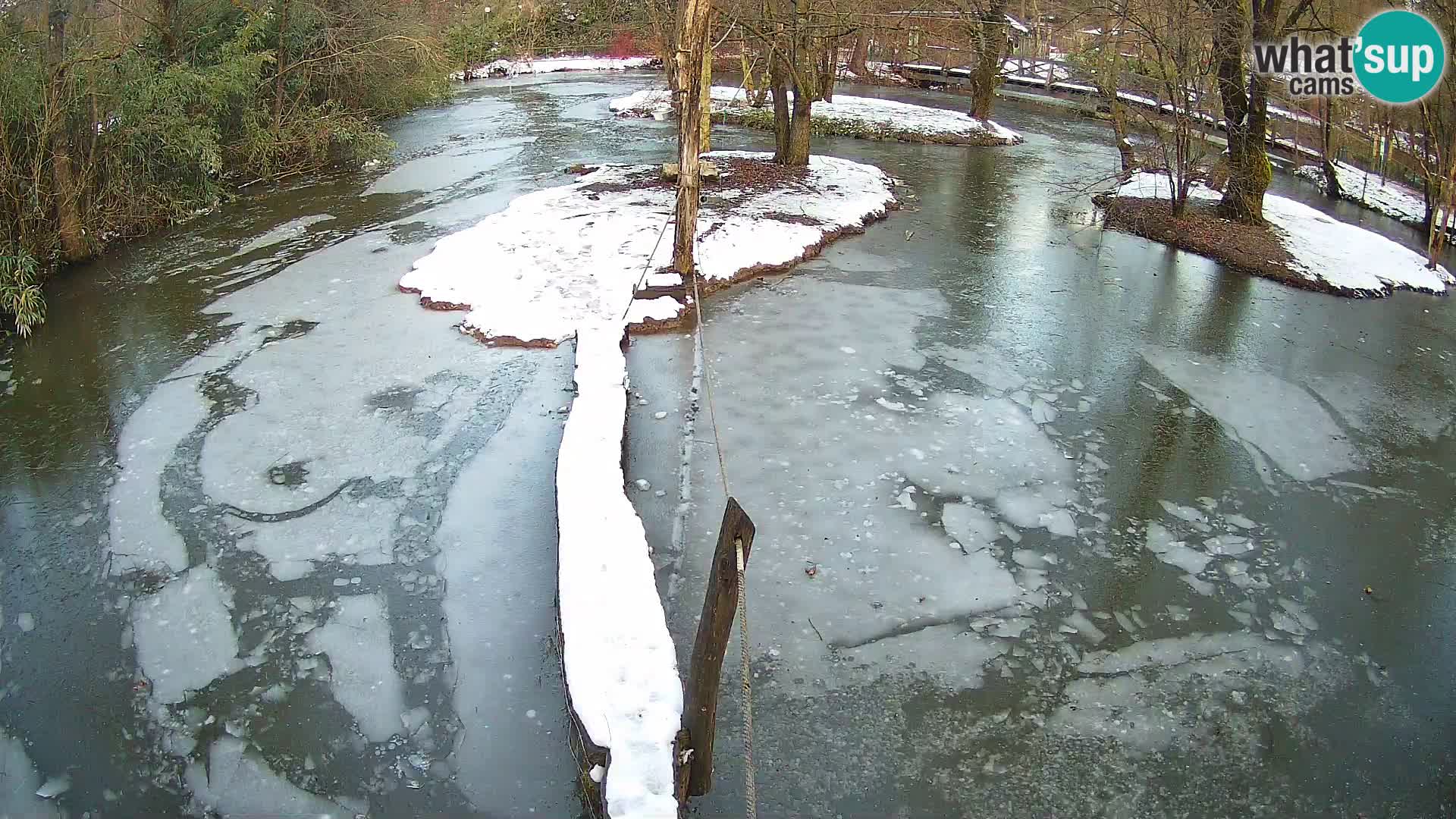 Vari noir et blanc – Ljubljana ZOO  livecam