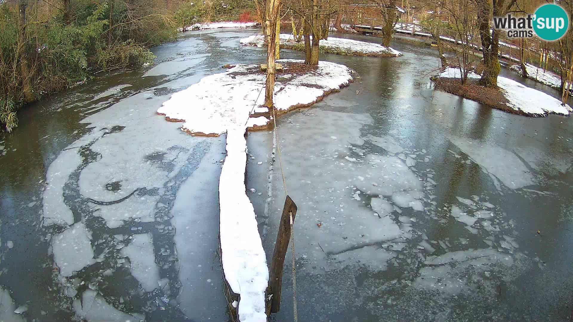 Vari bianconero Zoo Ljubljana webcam