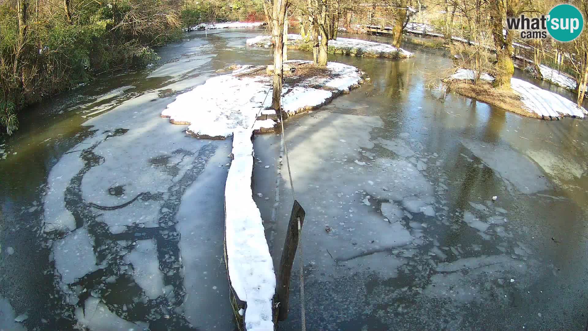 Vari noir et blanc – Ljubljana ZOO  livecam