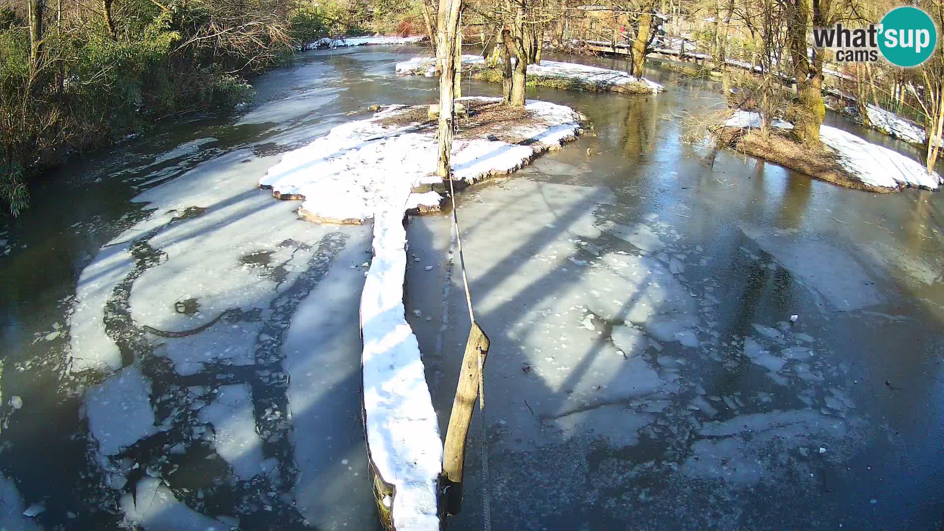 Vari bianconero Zoo Ljubljana webcam