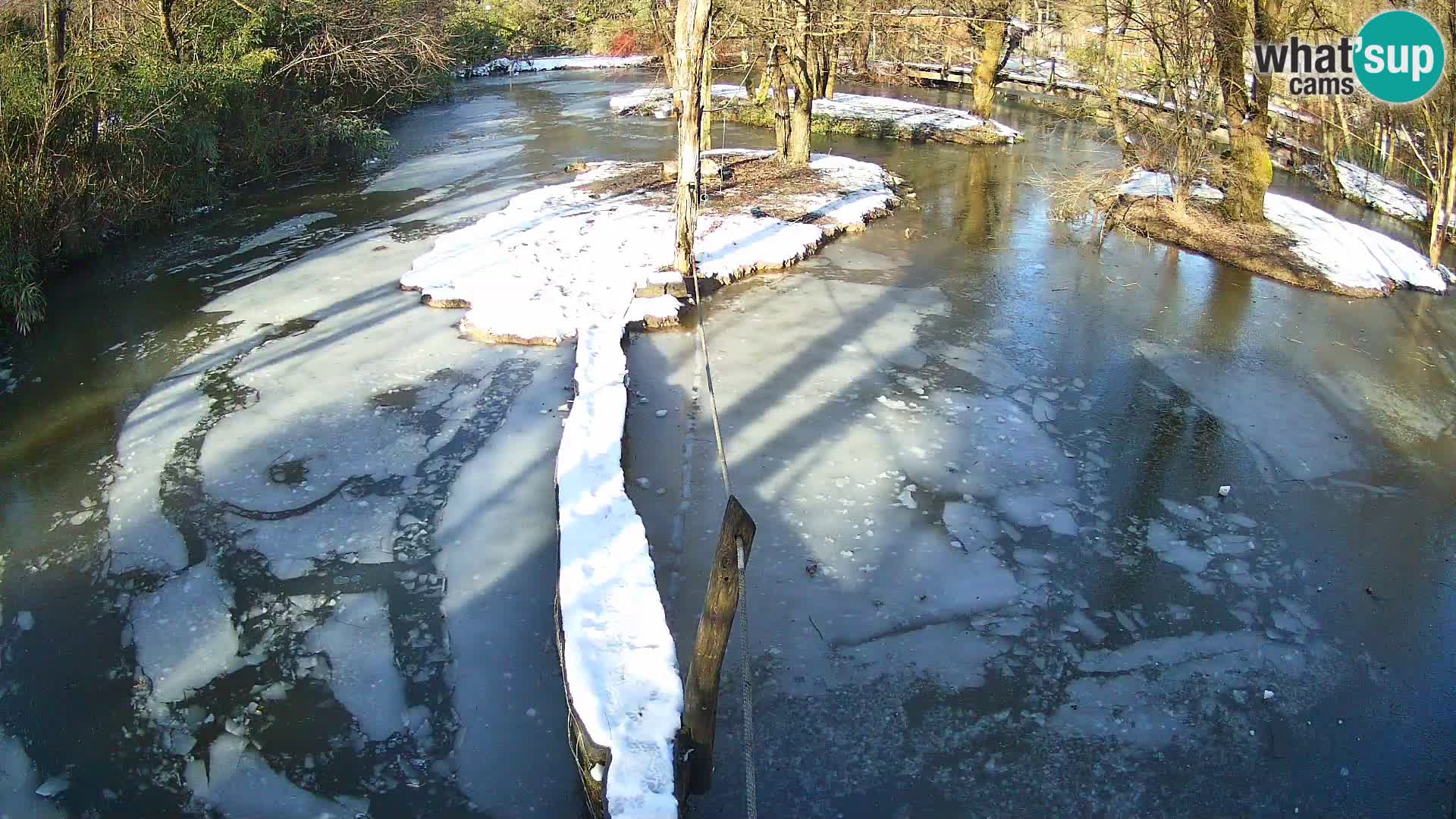 Vari bianconero Zoo Ljubljana webcam