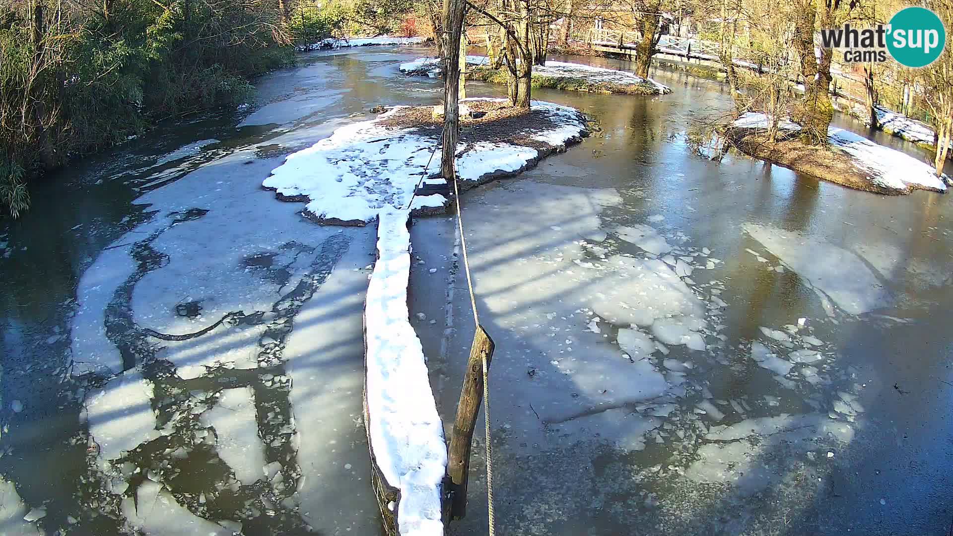 Schwarzweiße Vari Zoo Ljubljana webcam