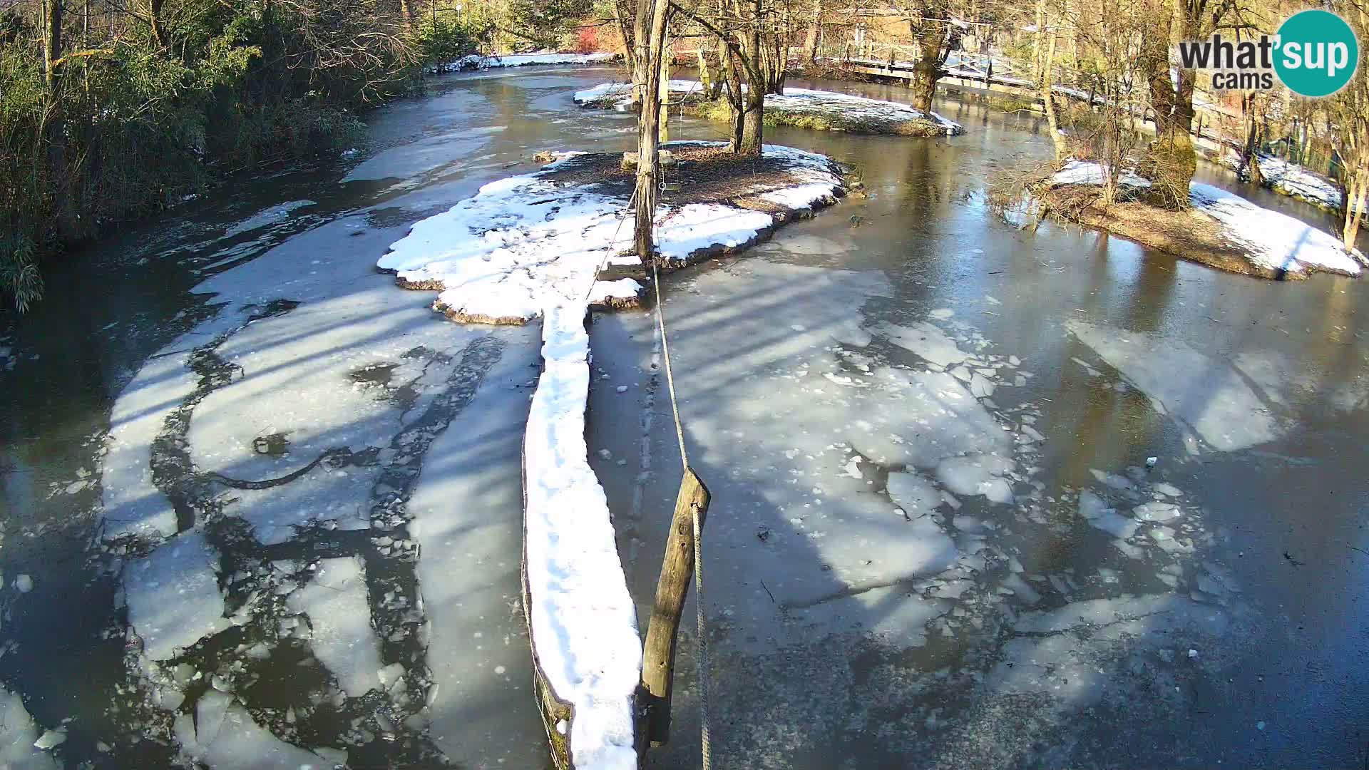 Vari bianconero Zoo Ljubljana webcam