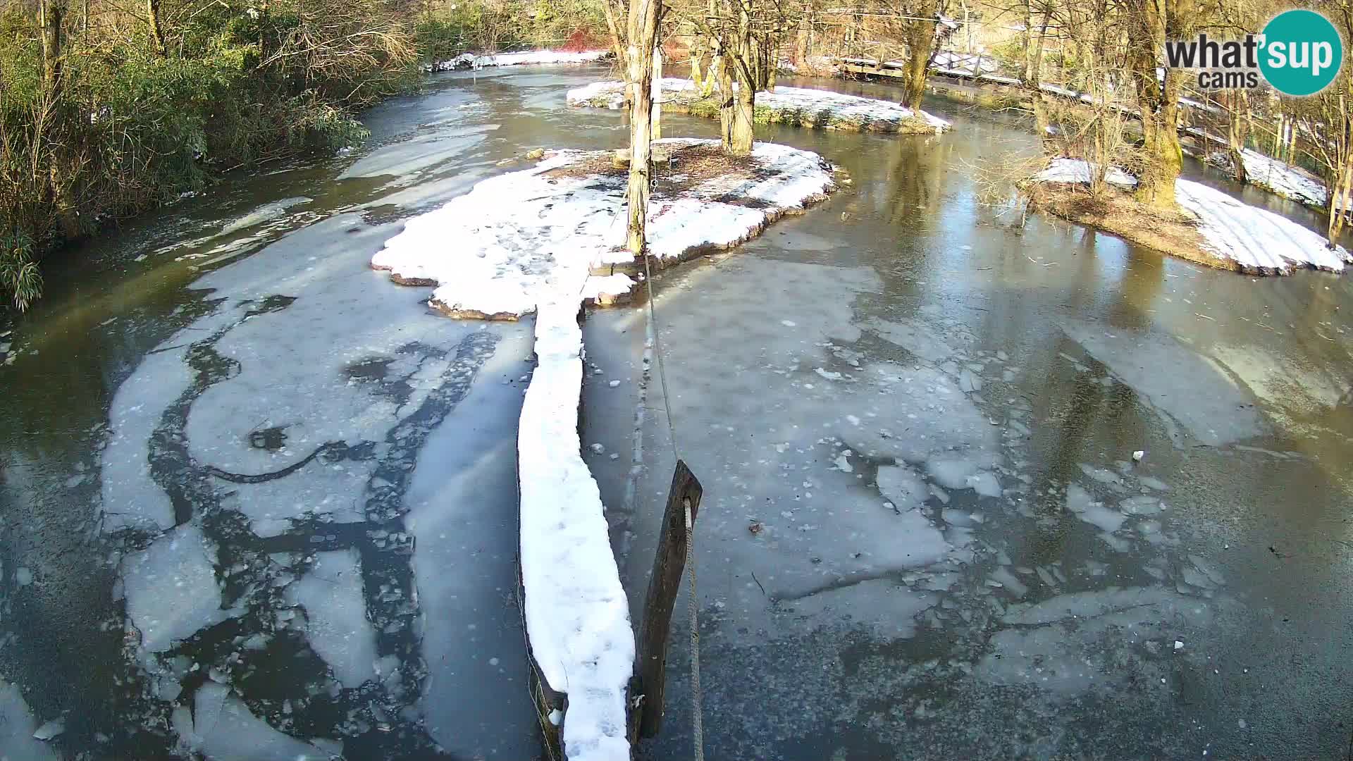 Vari bianconero Zoo Ljubljana webcam