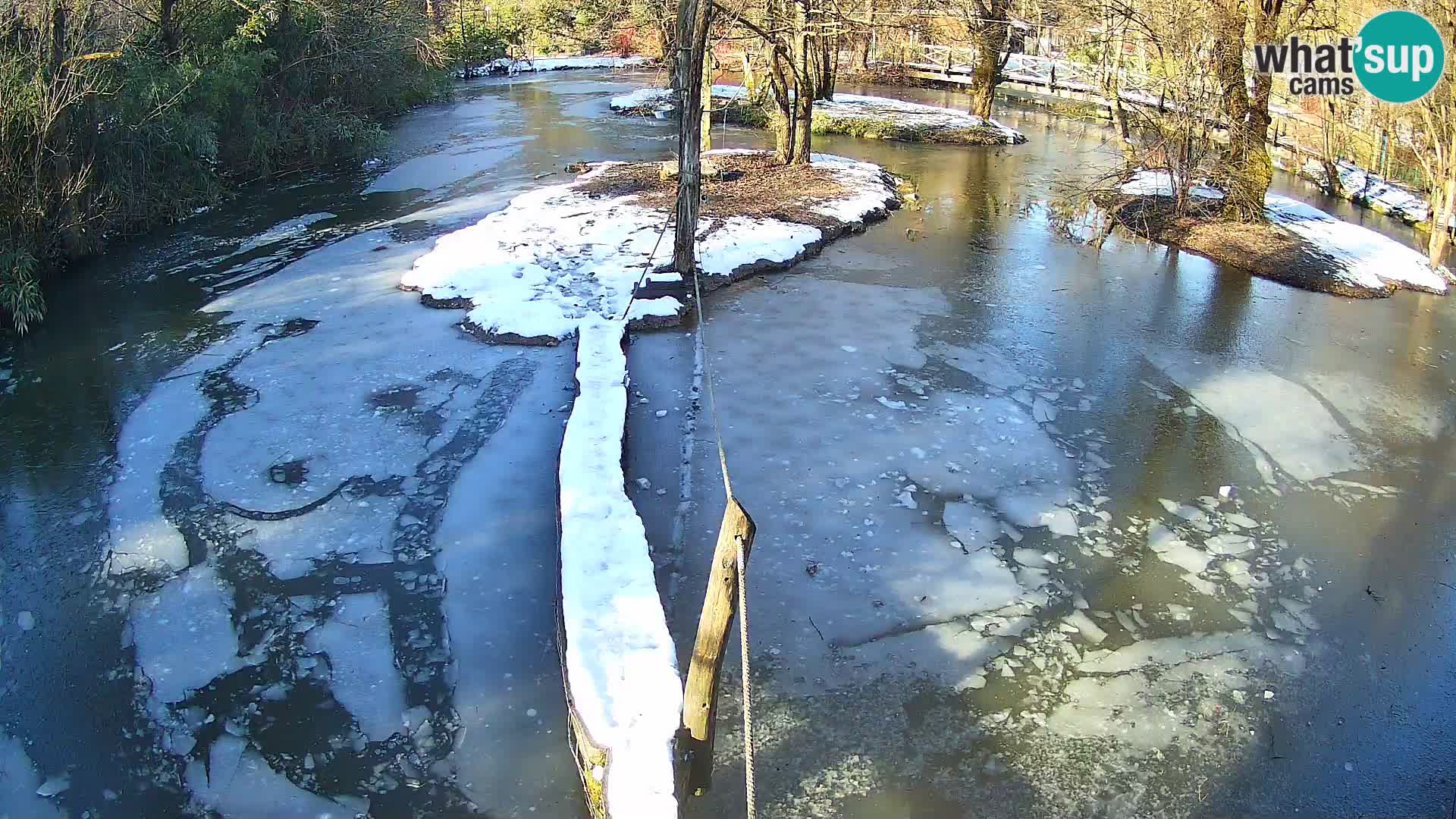 Vari noir et blanc – Ljubljana ZOO  livecam